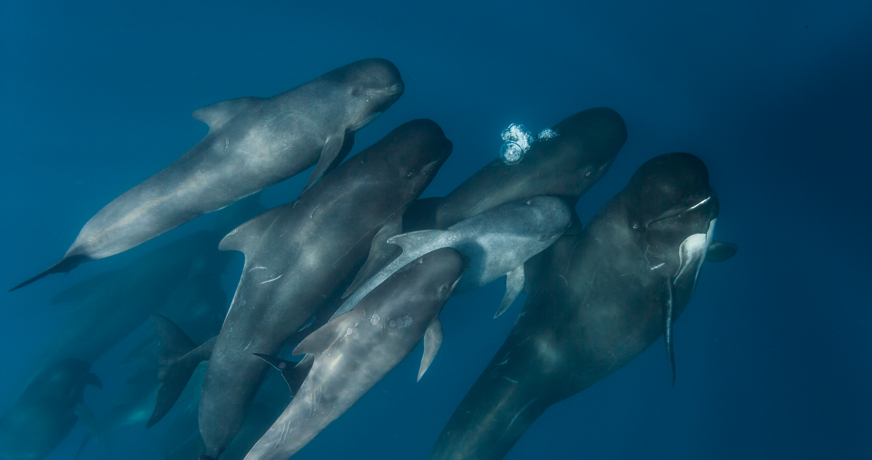 pilot whales 30 beached whales in New Zealand