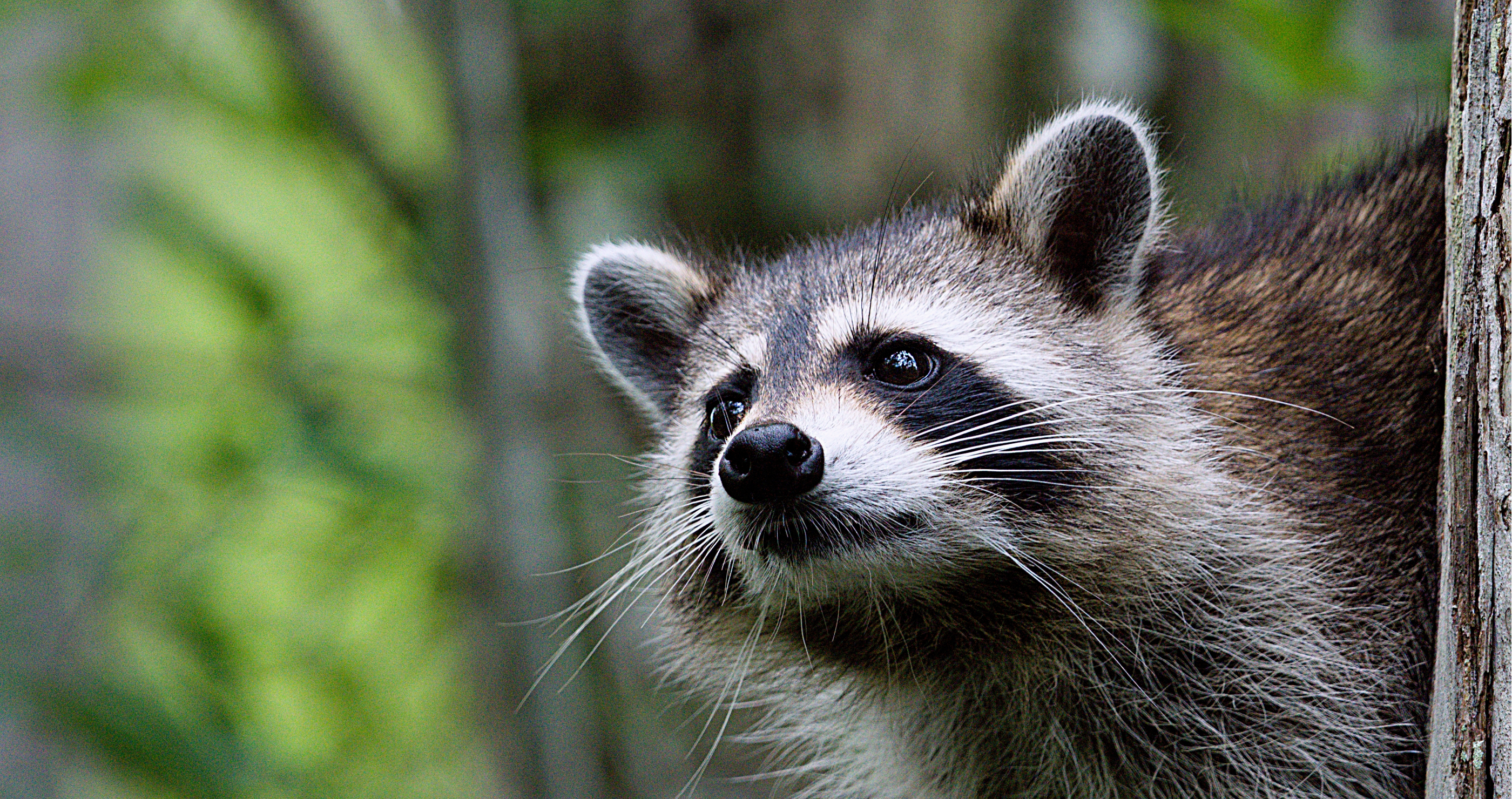 raccoon crashes through airport ceiling