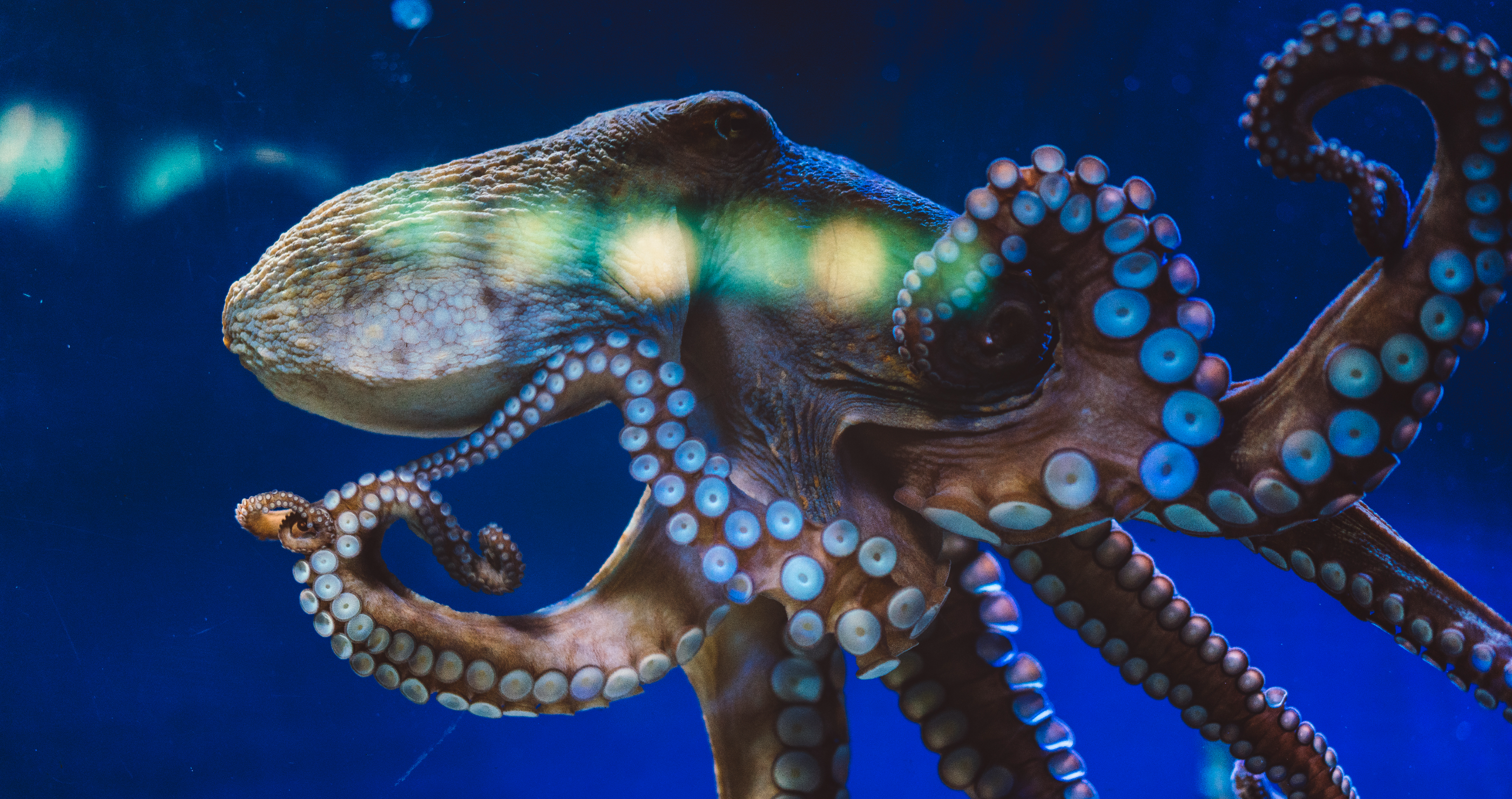 scientists discuss how octopus will take over the world