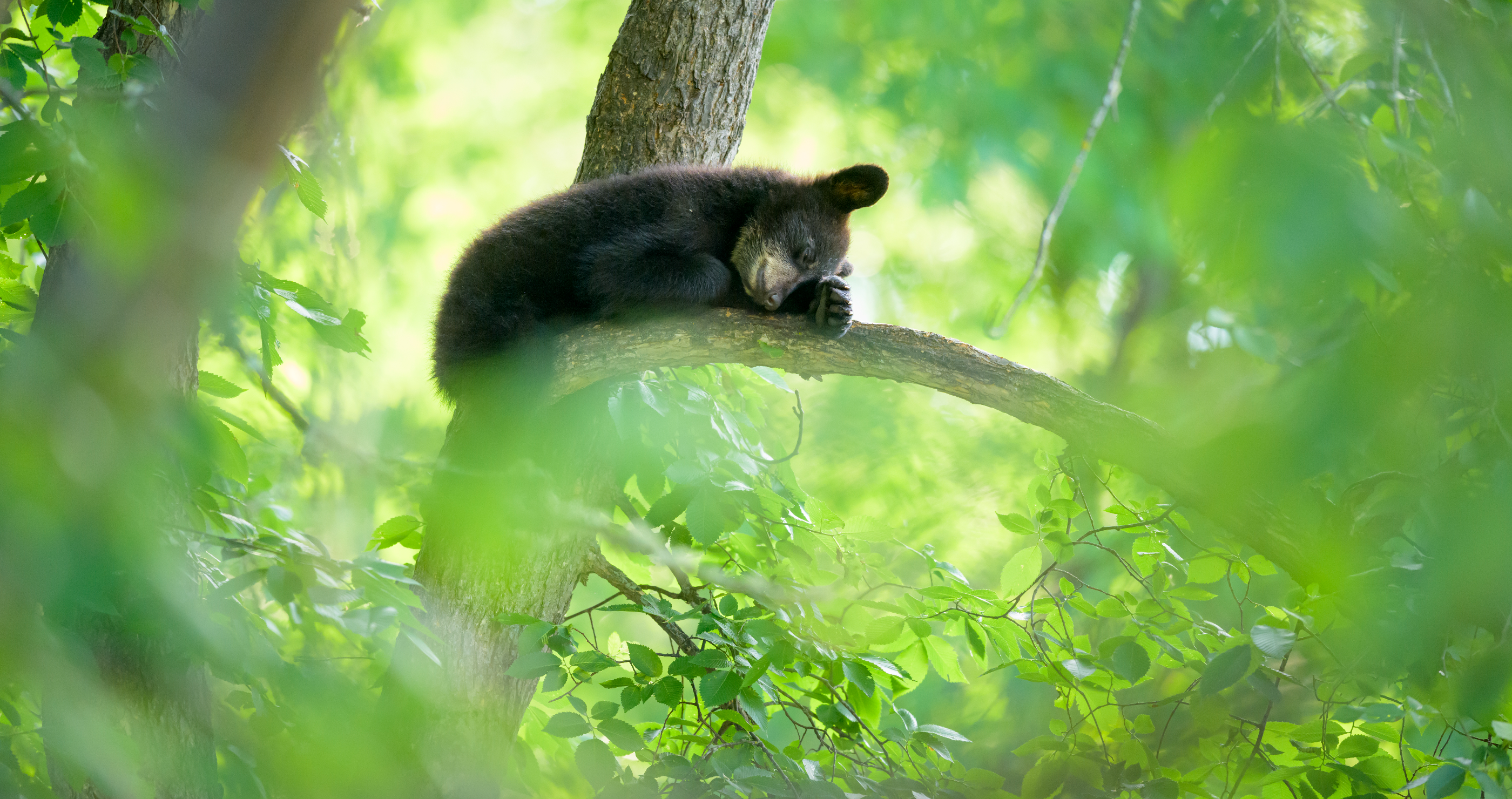 selfie bear taken from tree released back into wild