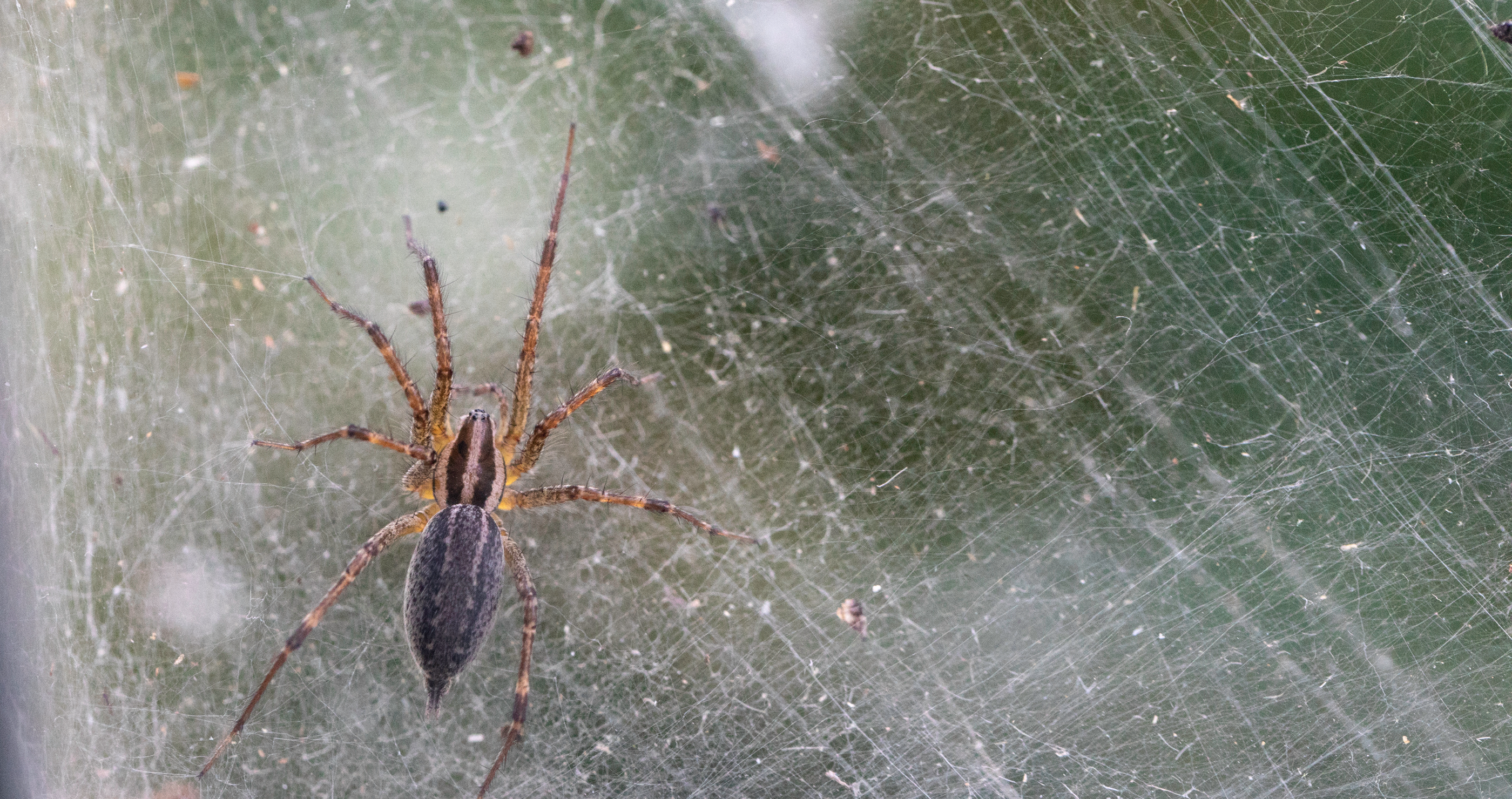 spider making spider web leaves Halloween Horror behind