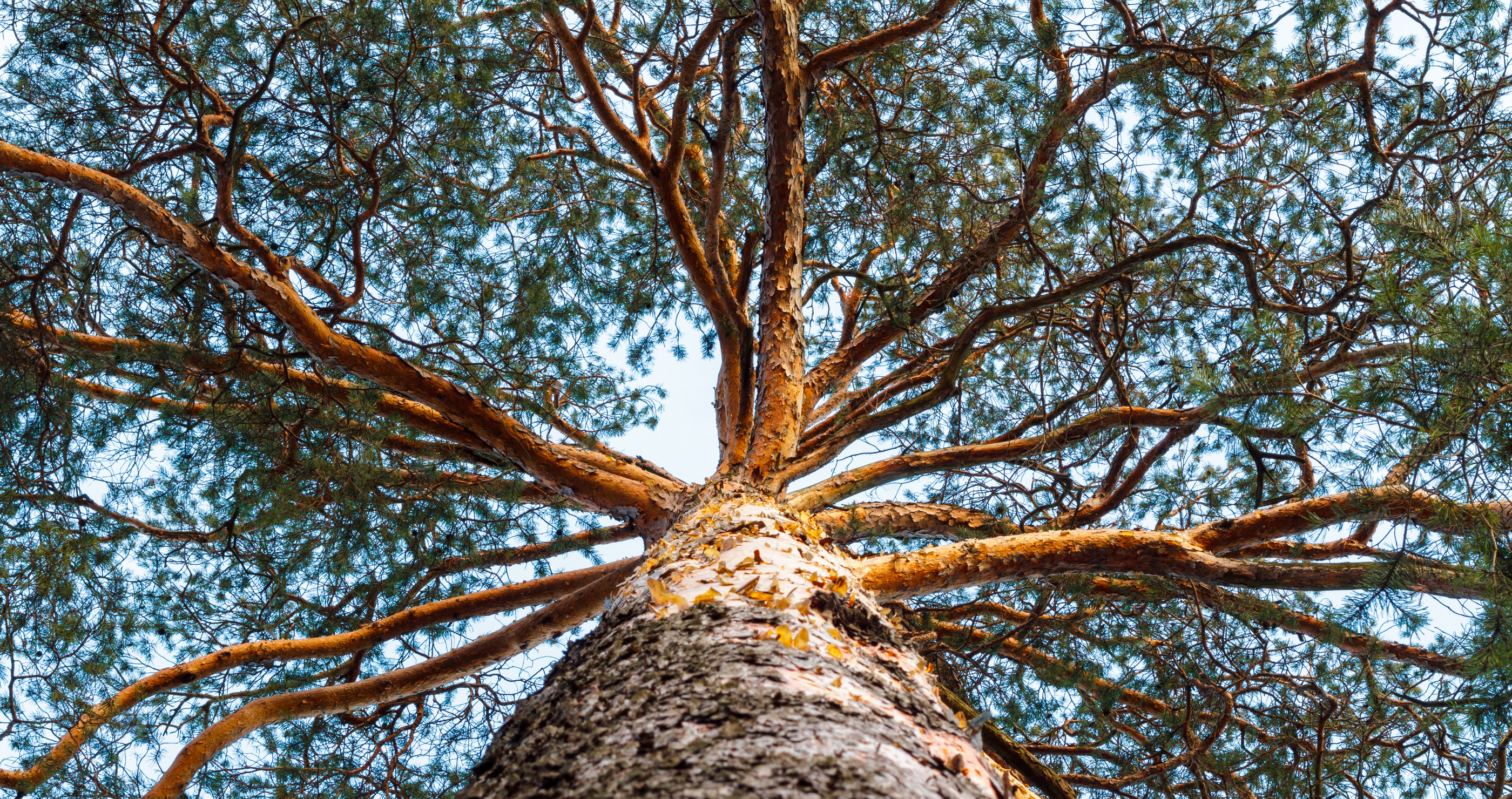 world's largest pine tree