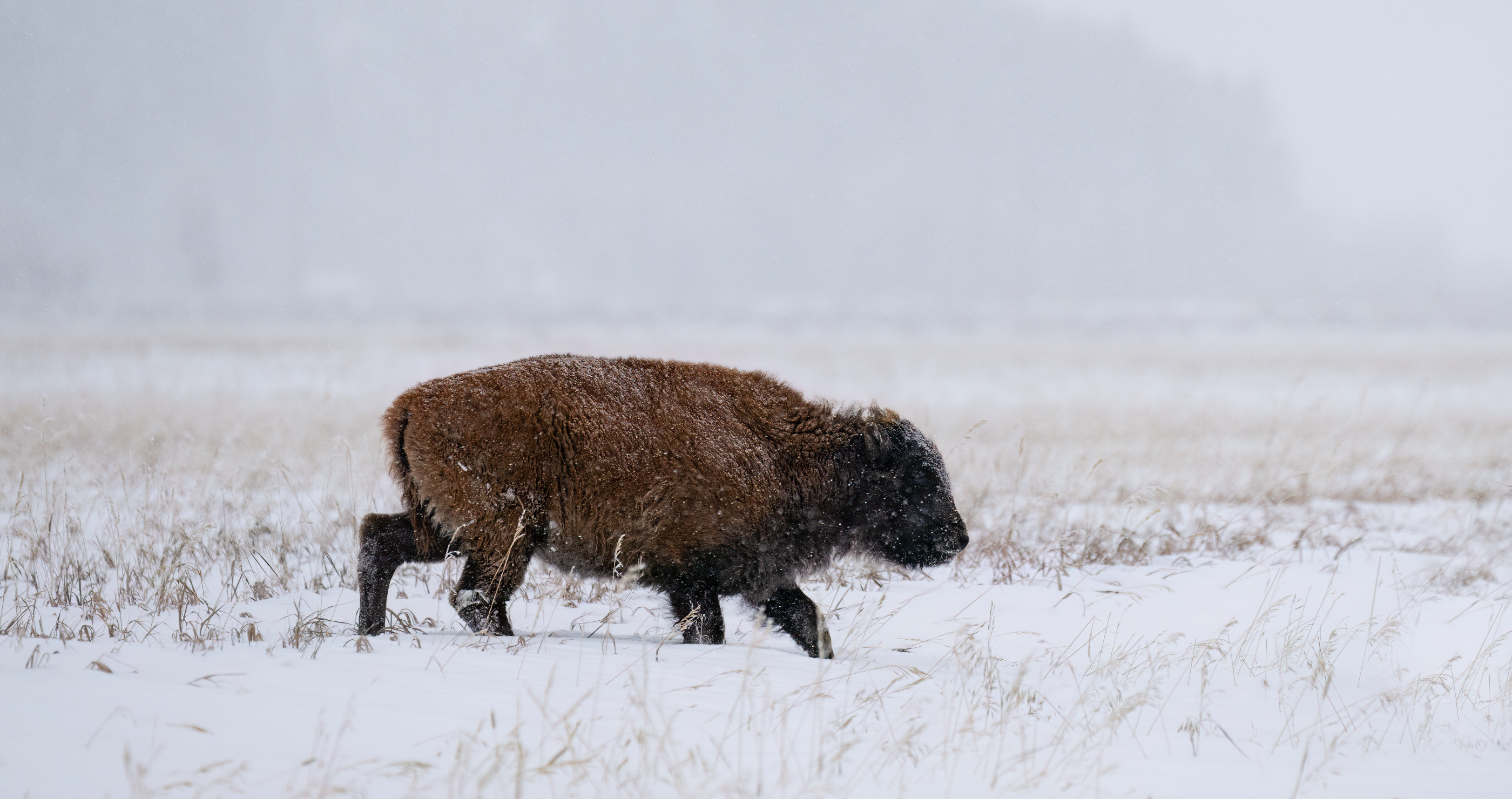 young bison playing in snow