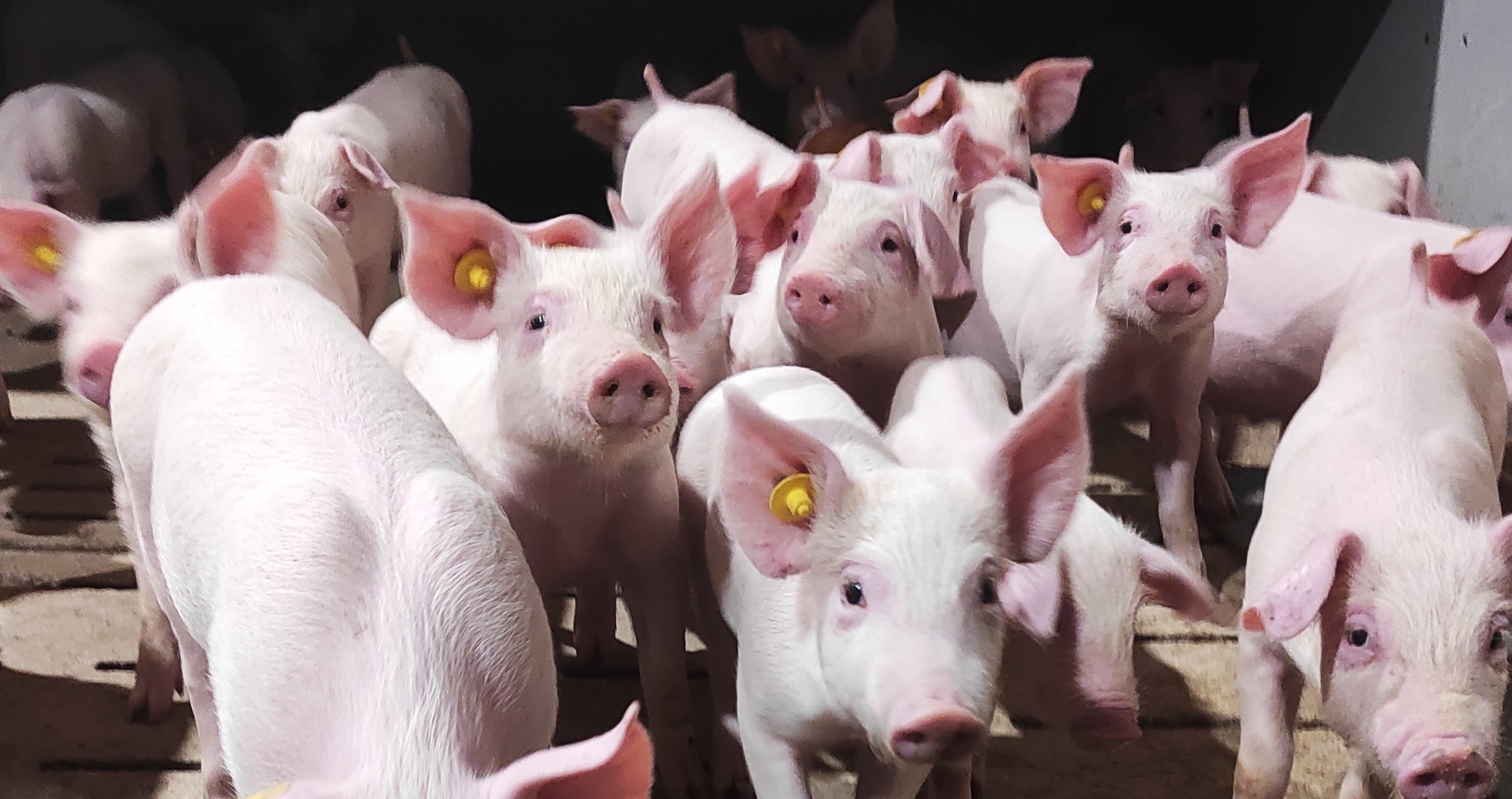 100 pigs in cargo hold of plane