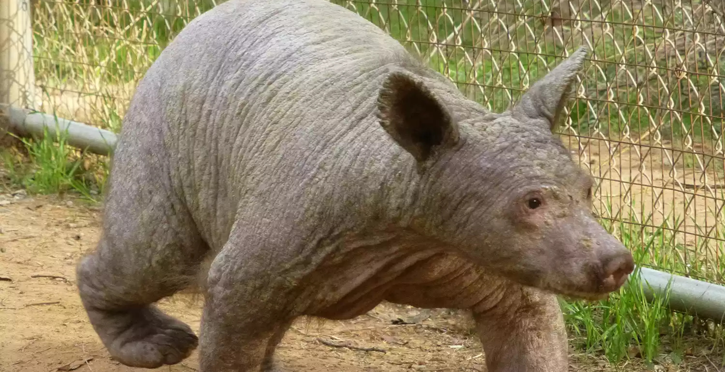 Bald Bear That Was Heartbreakingly Emaciated Makes Full Recovery And Living Best Life