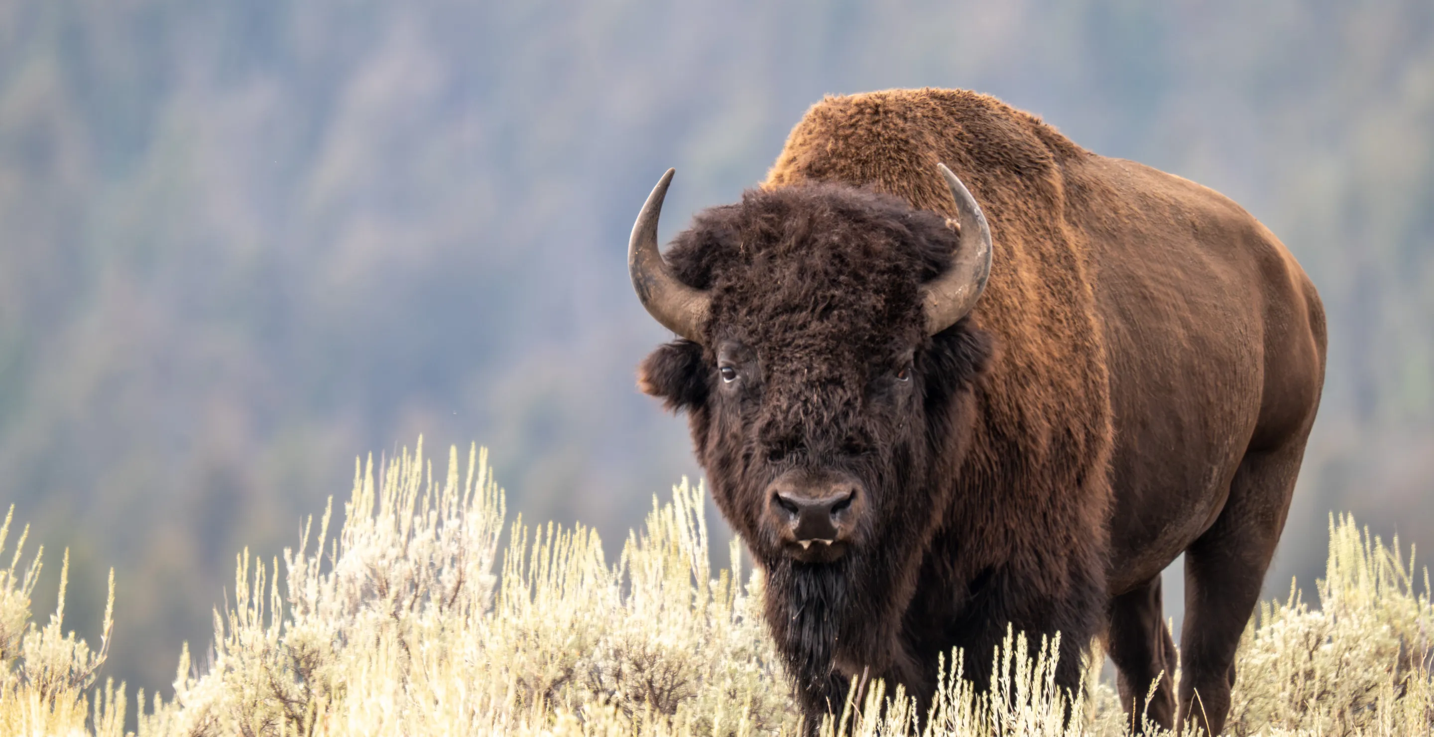 Bison Are Dying Off Rapidly On One Island Where They Once Numbered In The Thousands