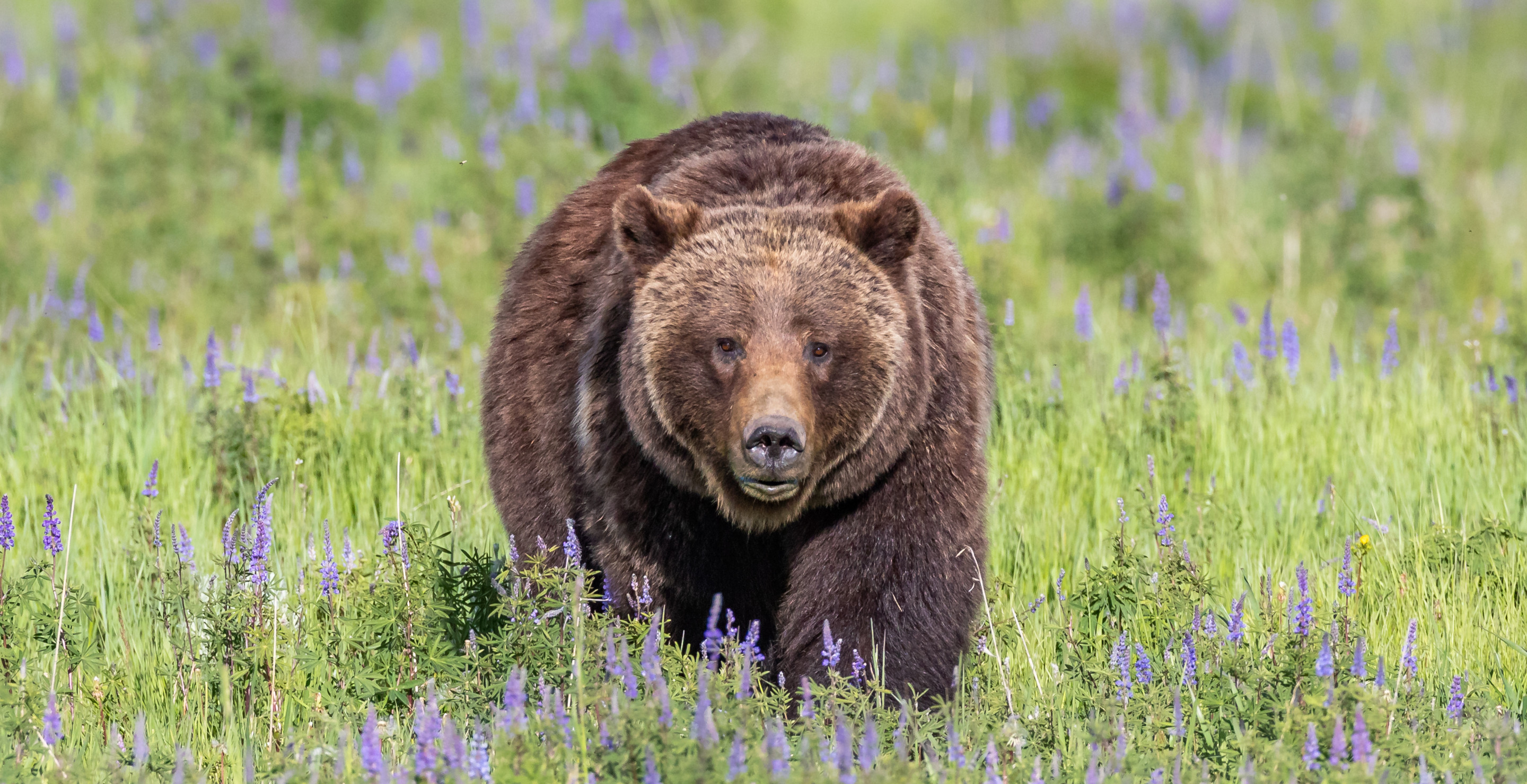 Children's Author Under Fire Over Book He Wrote About Grizzly 399 Bear That Was Killed Earlier This Year