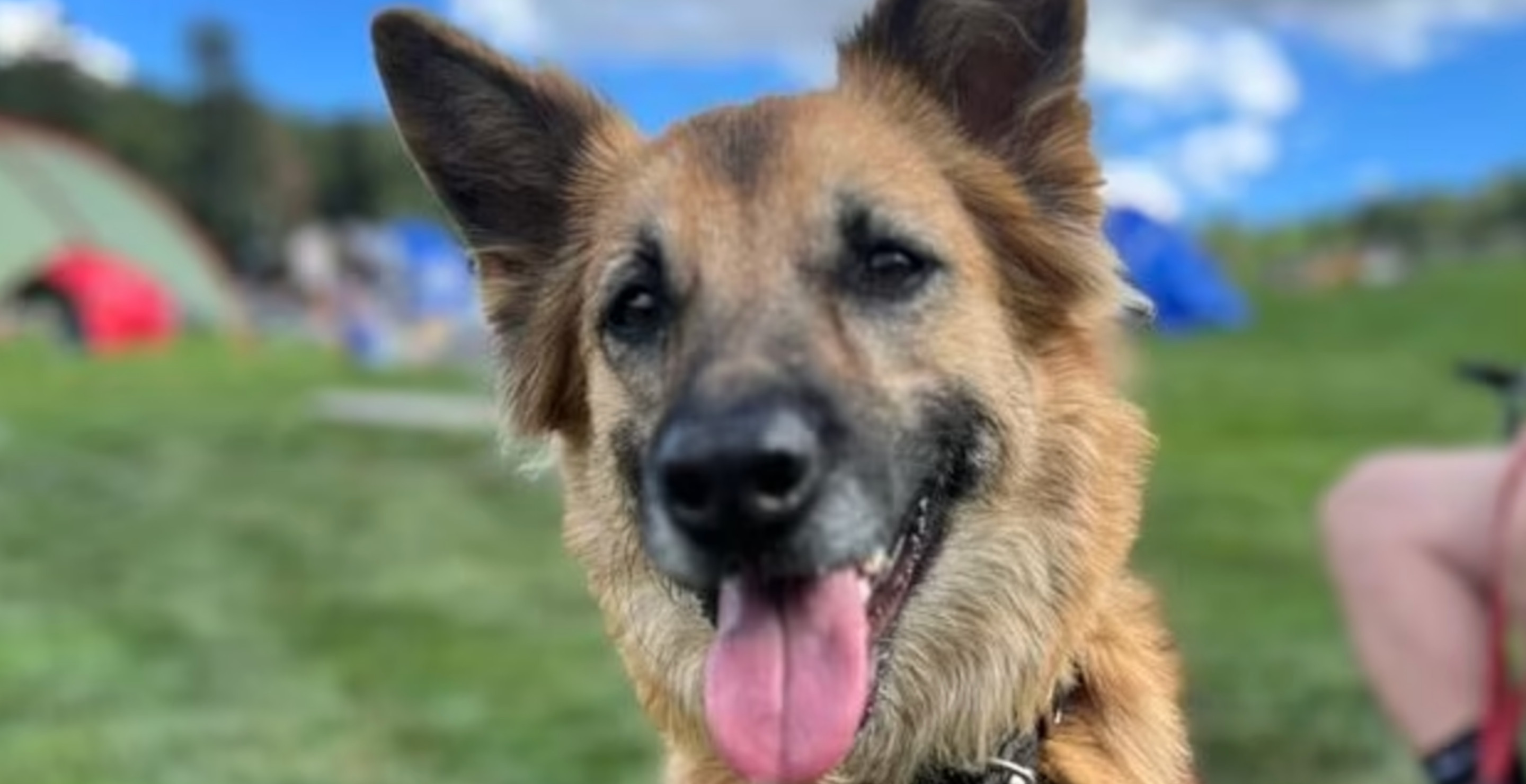 Dog Owner Says Beloved German Shepherd Was Shot And Killed Moments After Running Away