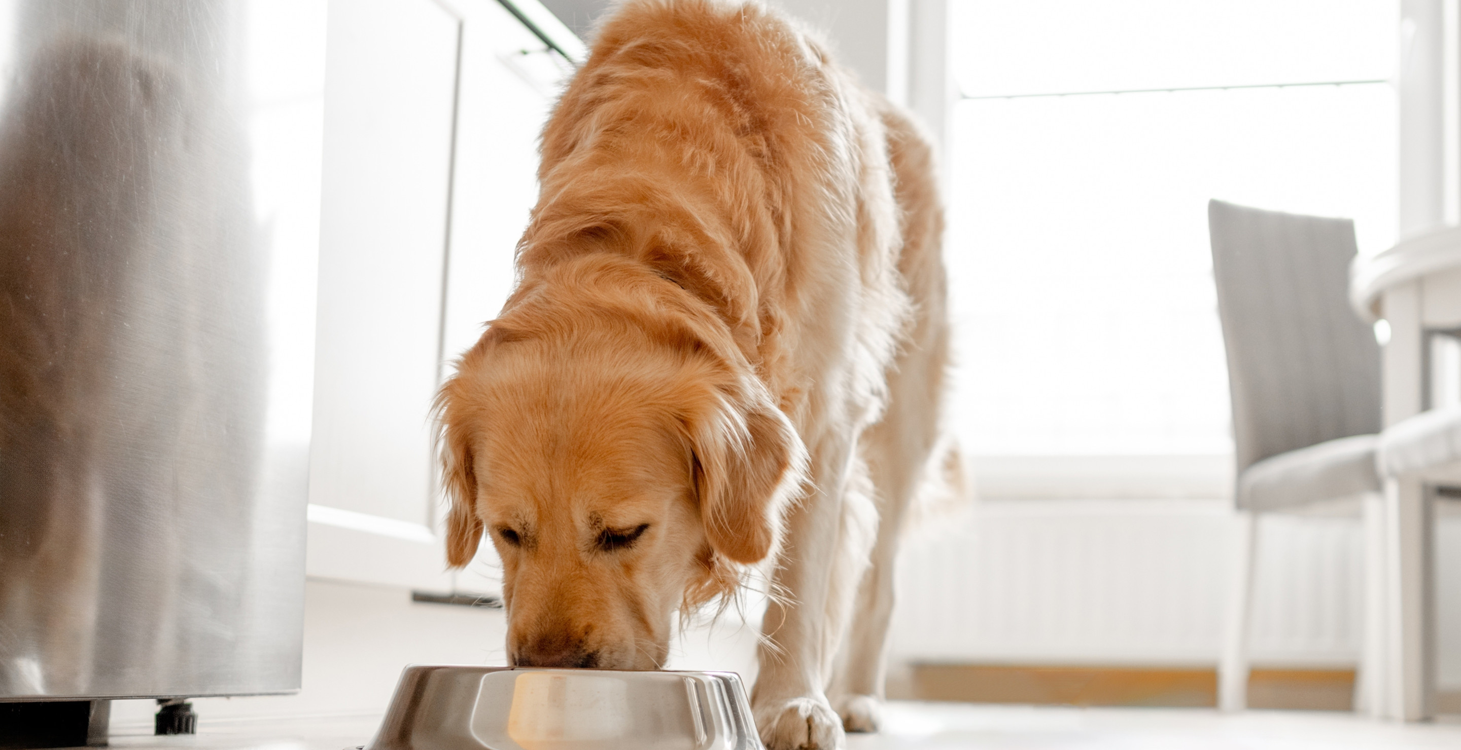 Expert Warns What Not To Feed Your Pet From The Dinner Table During Christmas