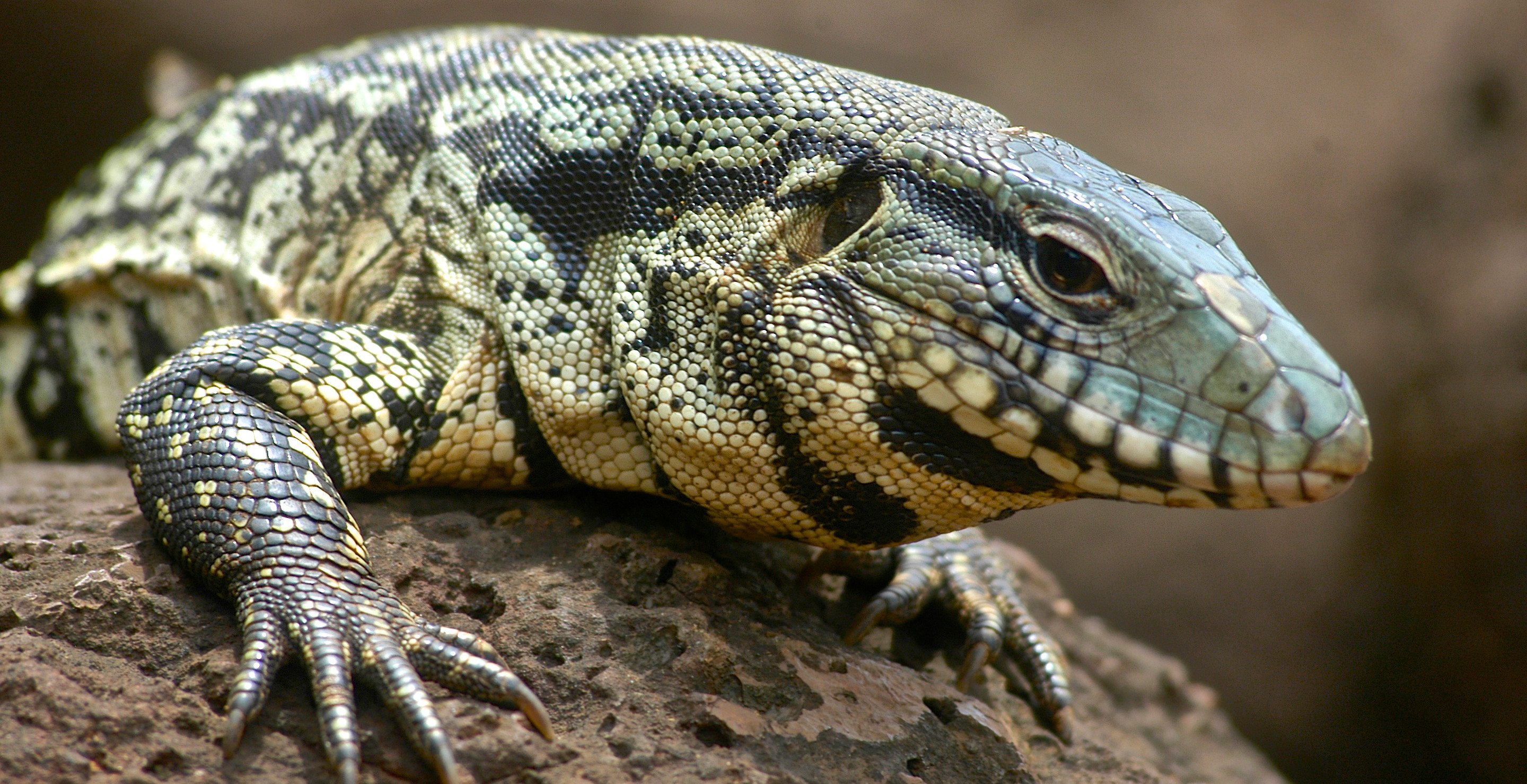 Experts Give Warning Over Dog-Sized Lizards Threatening Ecosystems In The South