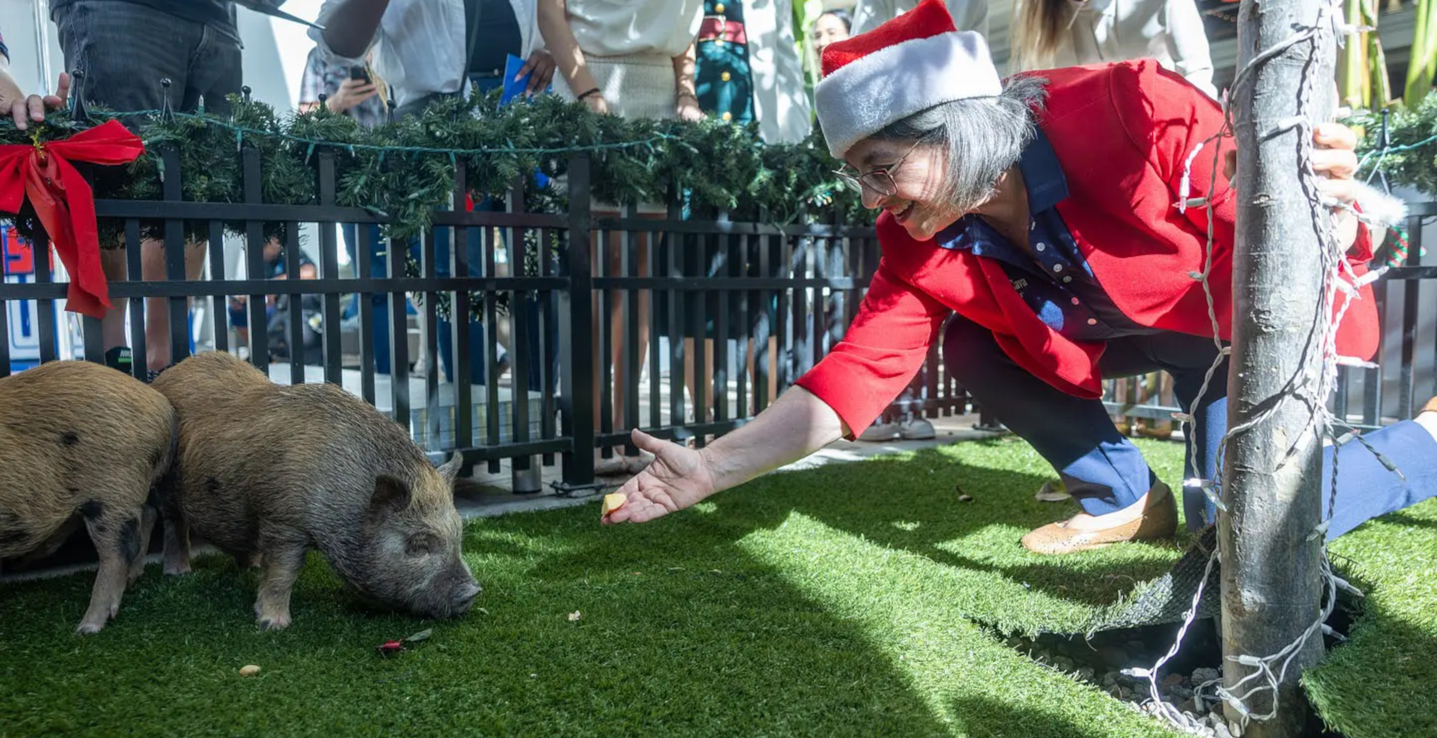 Florida Mayor Pardons Two Baby Pigs In Cuban Twist On Holiday Tradition