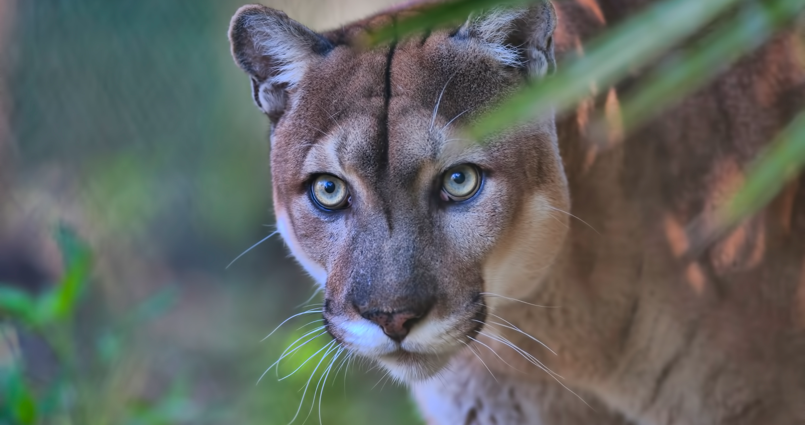 Florida panthers are dying from unexpected killer