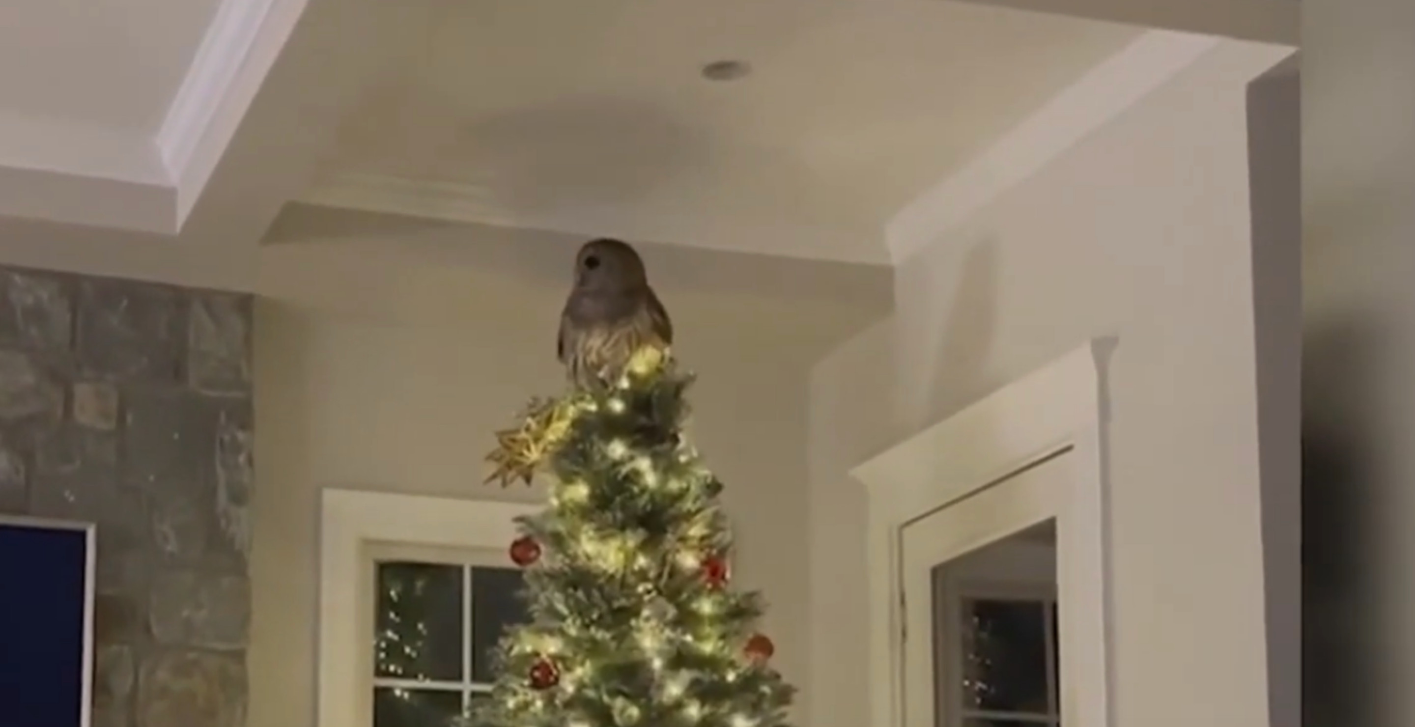 Forget Christmas Star: Owl Perches On Top Of Holiday Tree