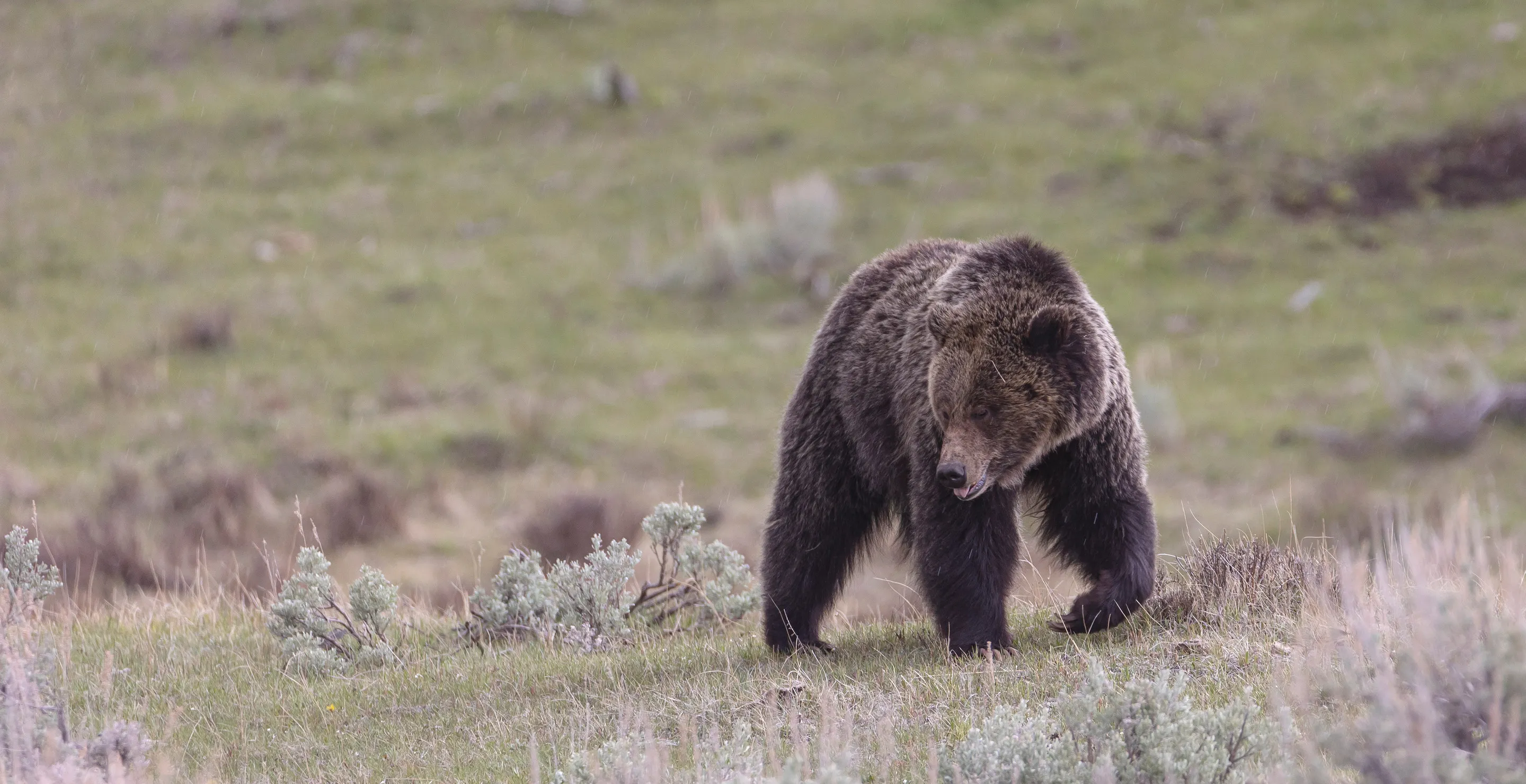 Grizzly Bear That Wandered More Than 5,000 Miles Was Trying To Get Home