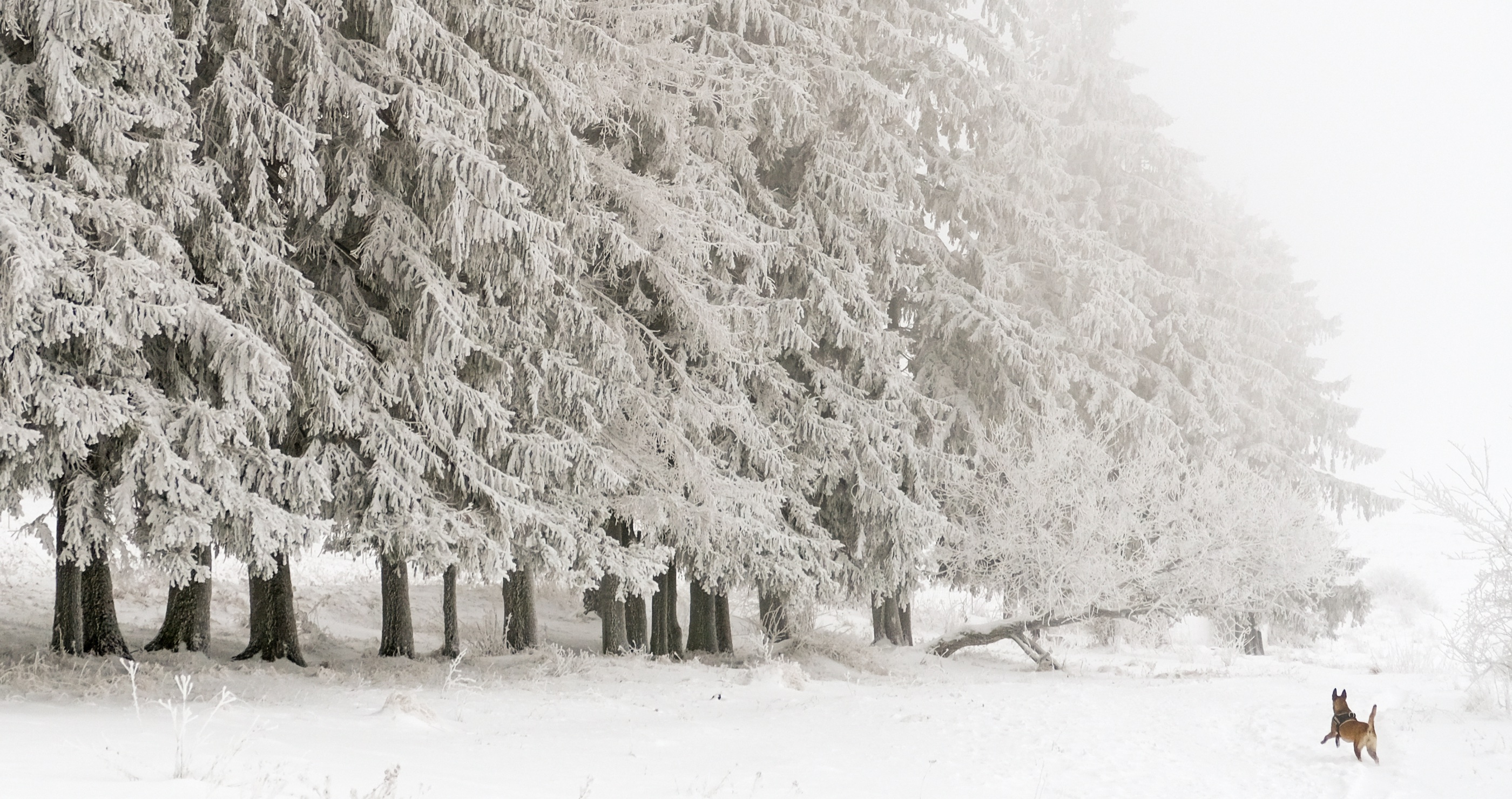 January is expected to be the coldest month in decades