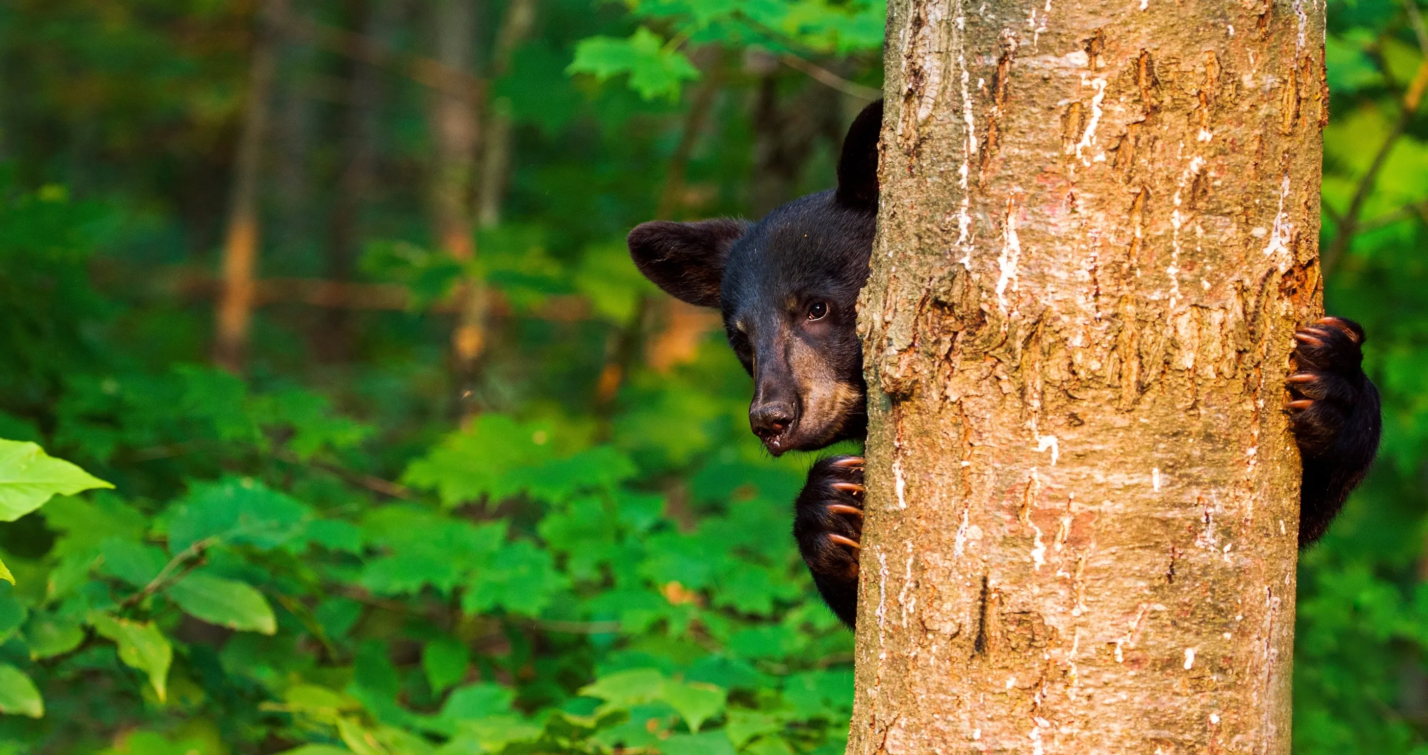 Mama bear in hunter tree stand