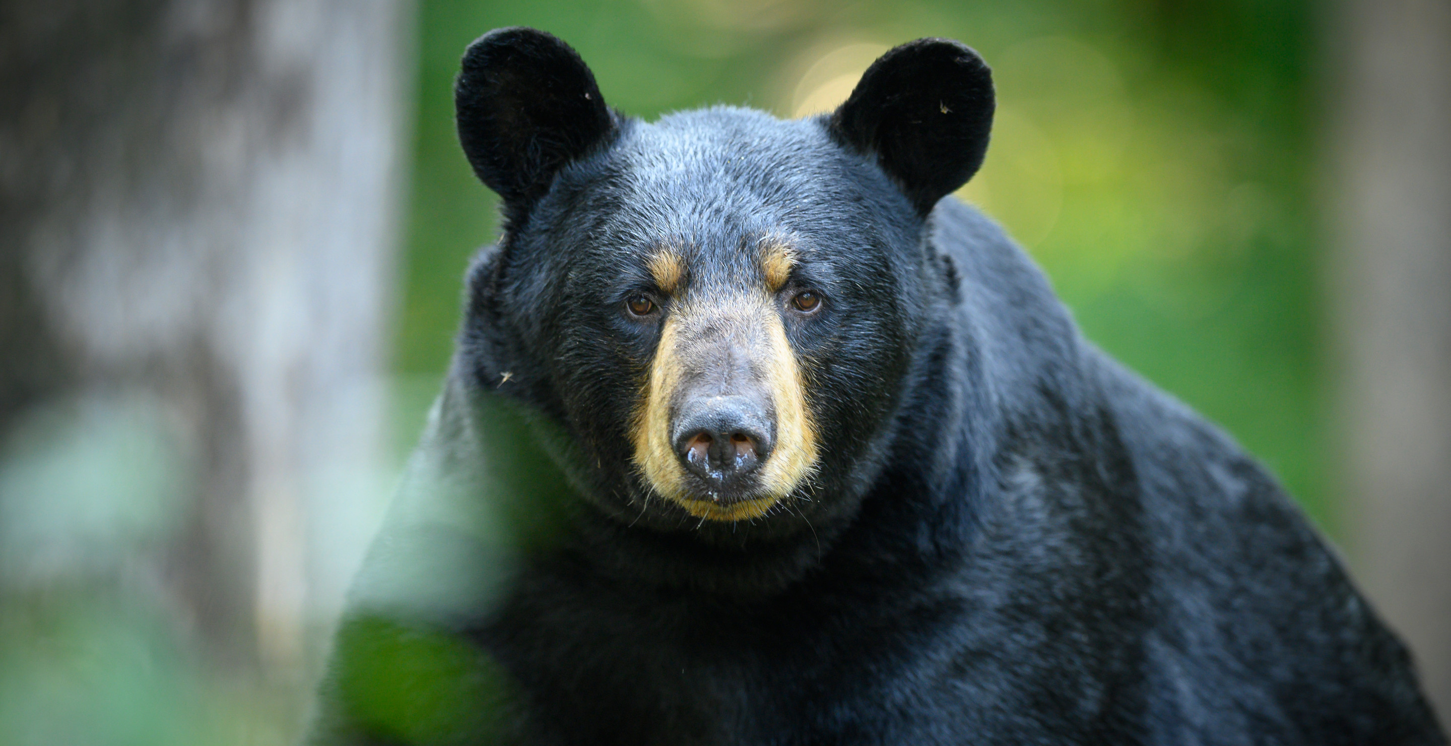 Massive Black Bear Breaks Mississippi State Record As The Biggest Ever