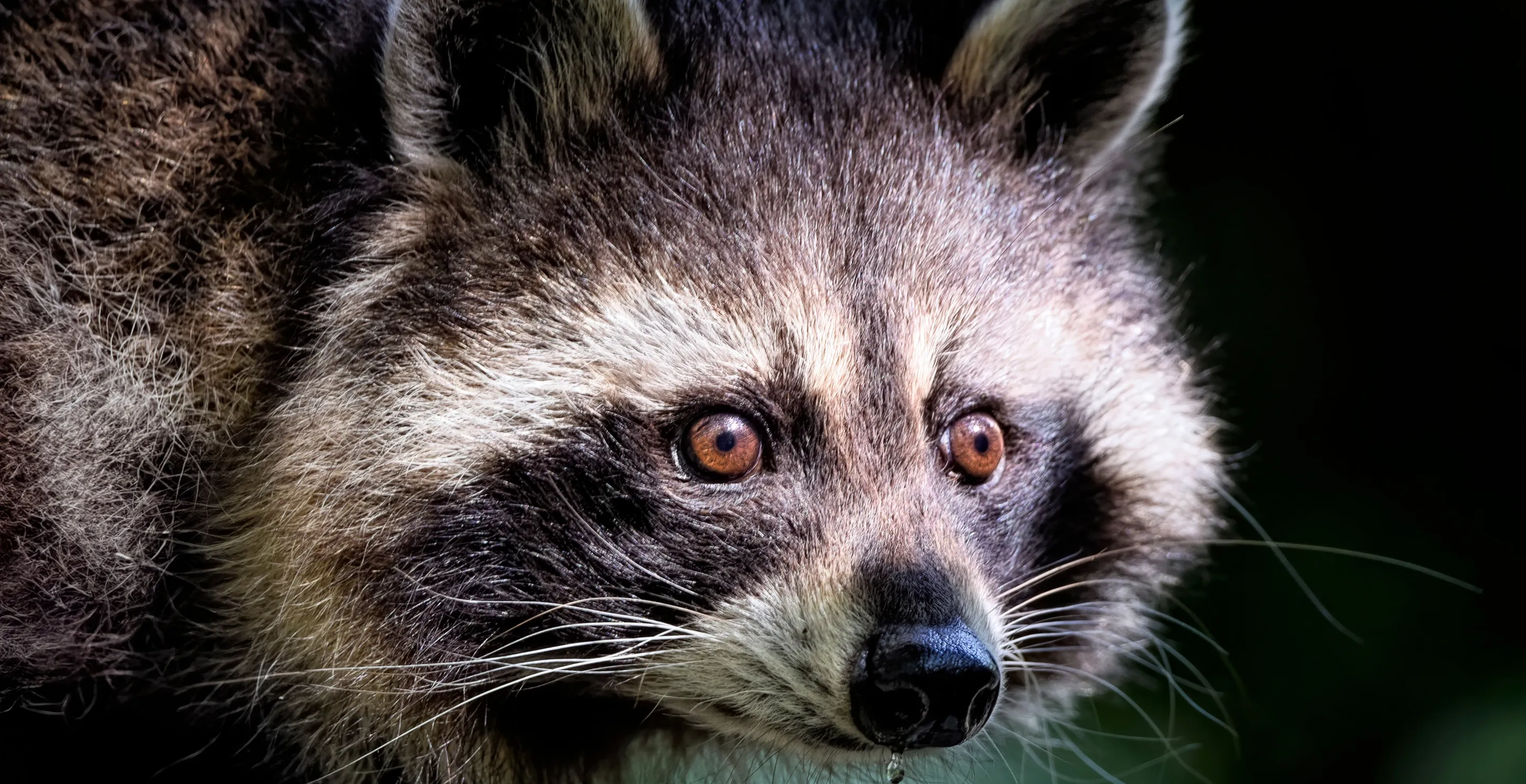 Mother Horrified To Find Raccoon Attacking Her Infant Son Inside Their Home