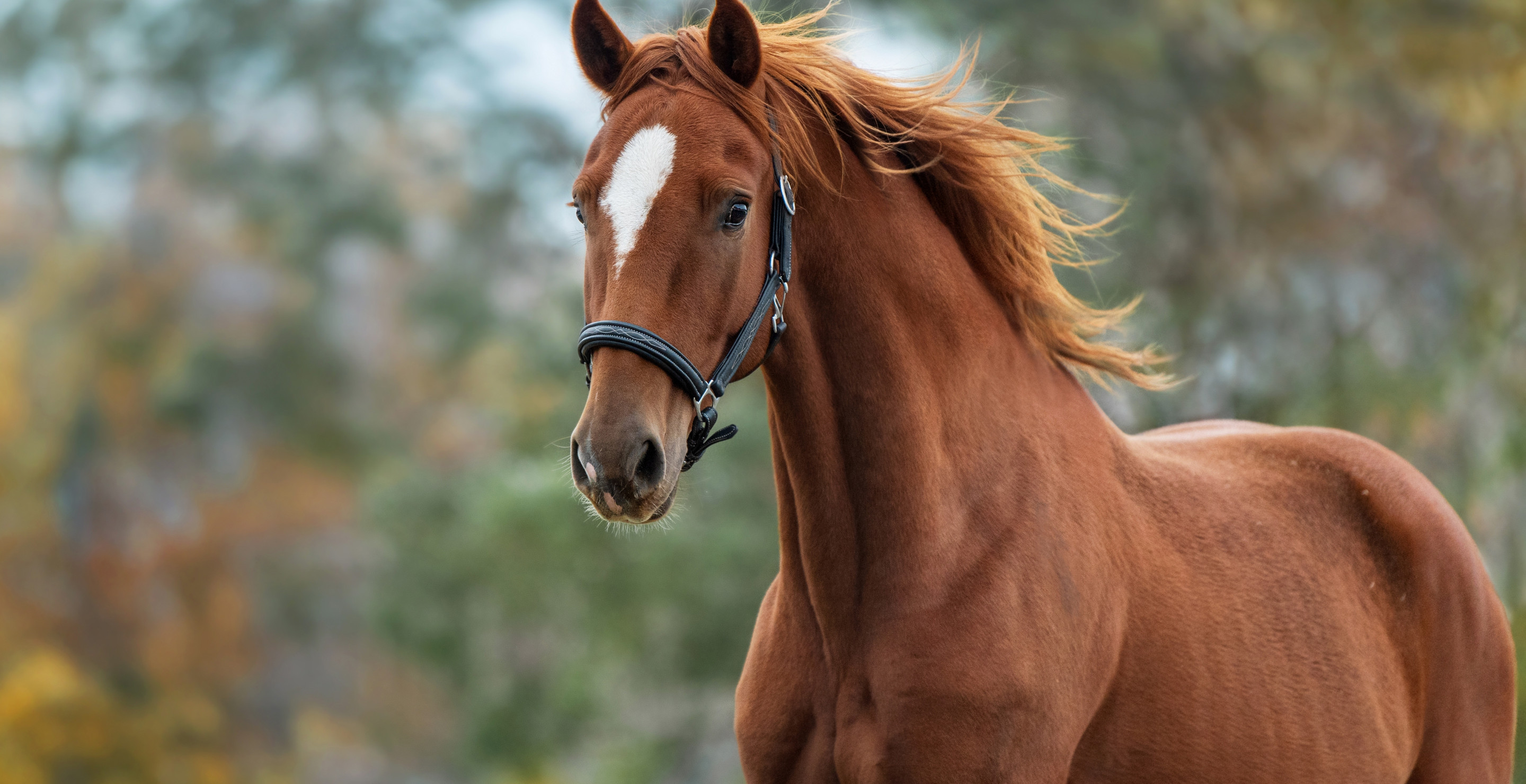 Nebraska Governor Jim Pillen Hospitalized After Being Bucked Off Horse