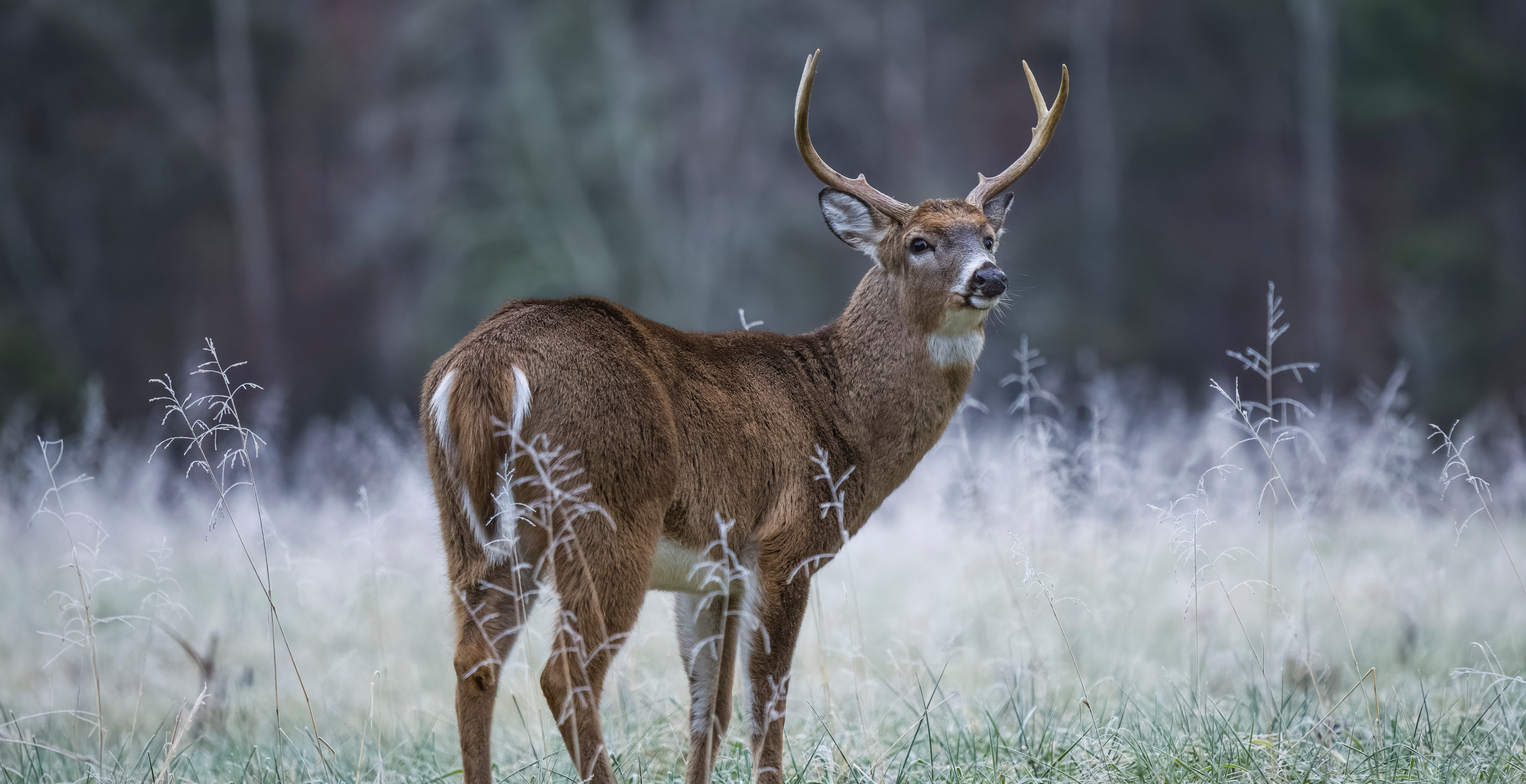 Officials Give Stark Warning To Hunters As Deer Experience Second Biggest Outbreak Of Epizootic Hemorrhagic Disease Since 2012