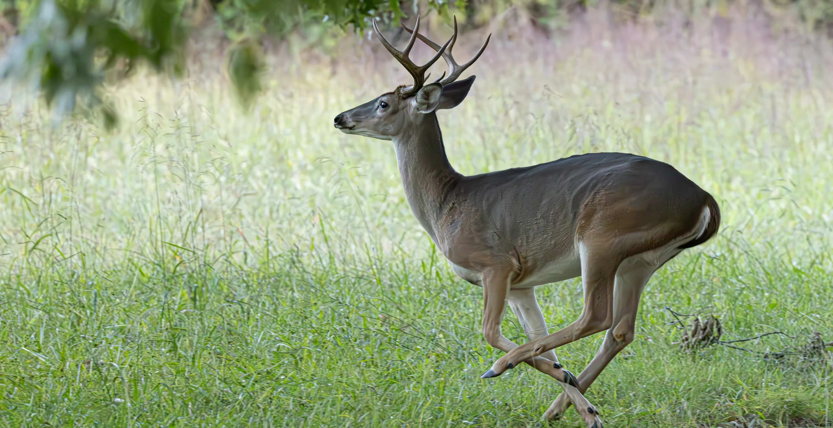 Oregon School Worker Fired After Admitting To Going Hunting And Killing Deer On Break