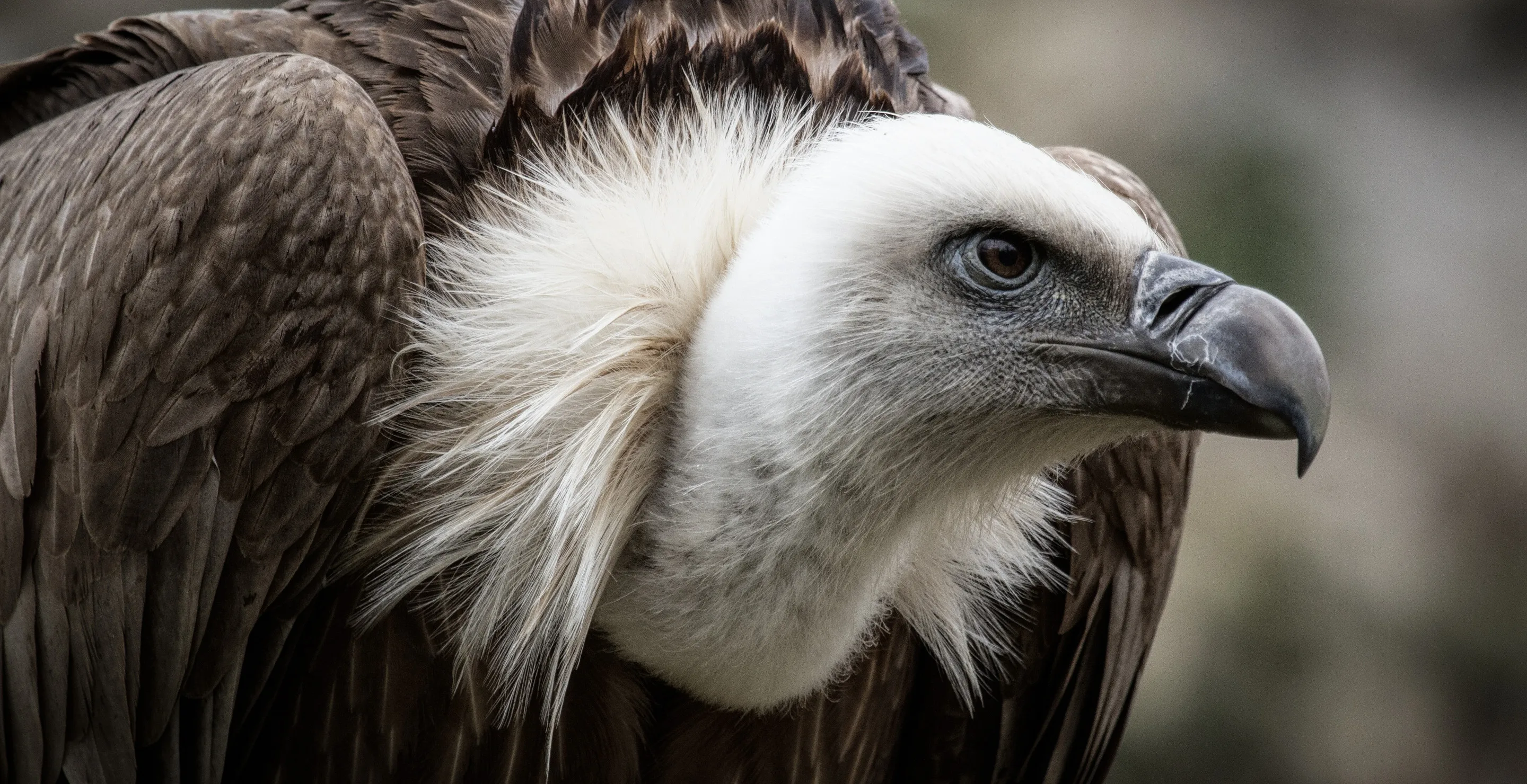 Pilot Uses Quick Thinking To Avoid Disaster After Vulture Smashes Into Cockpit