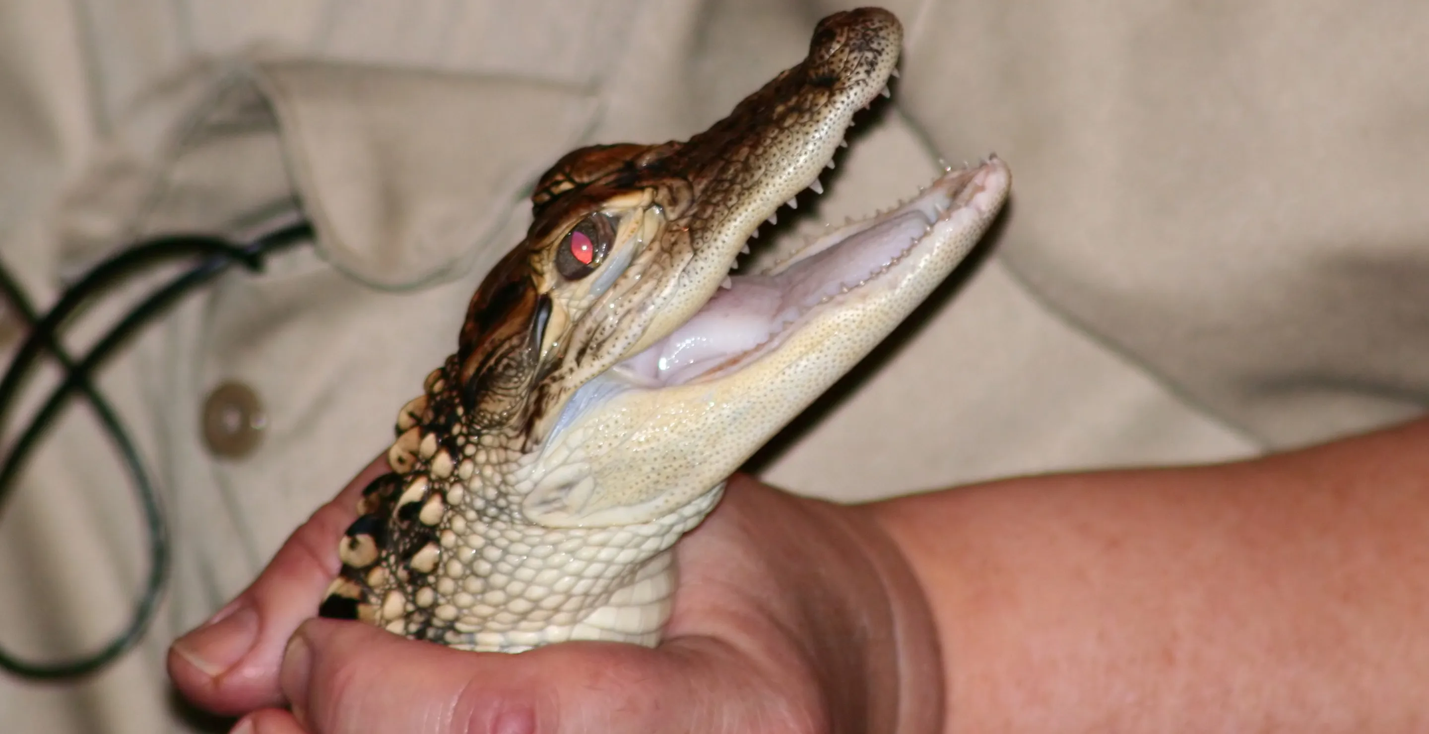 Popular Crocodile Wrangler Meets Beast He Can't Wrangle —Angry Bong-Wielding Man Filled By Road Rage