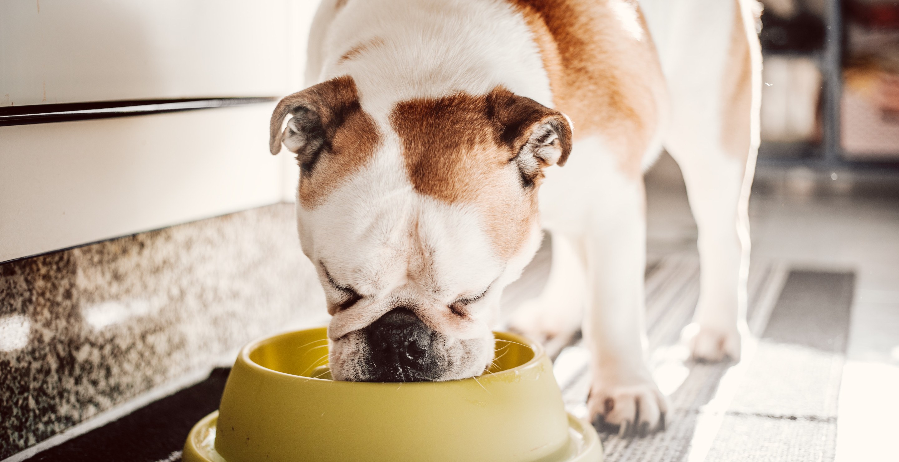 Popular Dog Food Recalled In Multiple States Over Salmonella Concerns