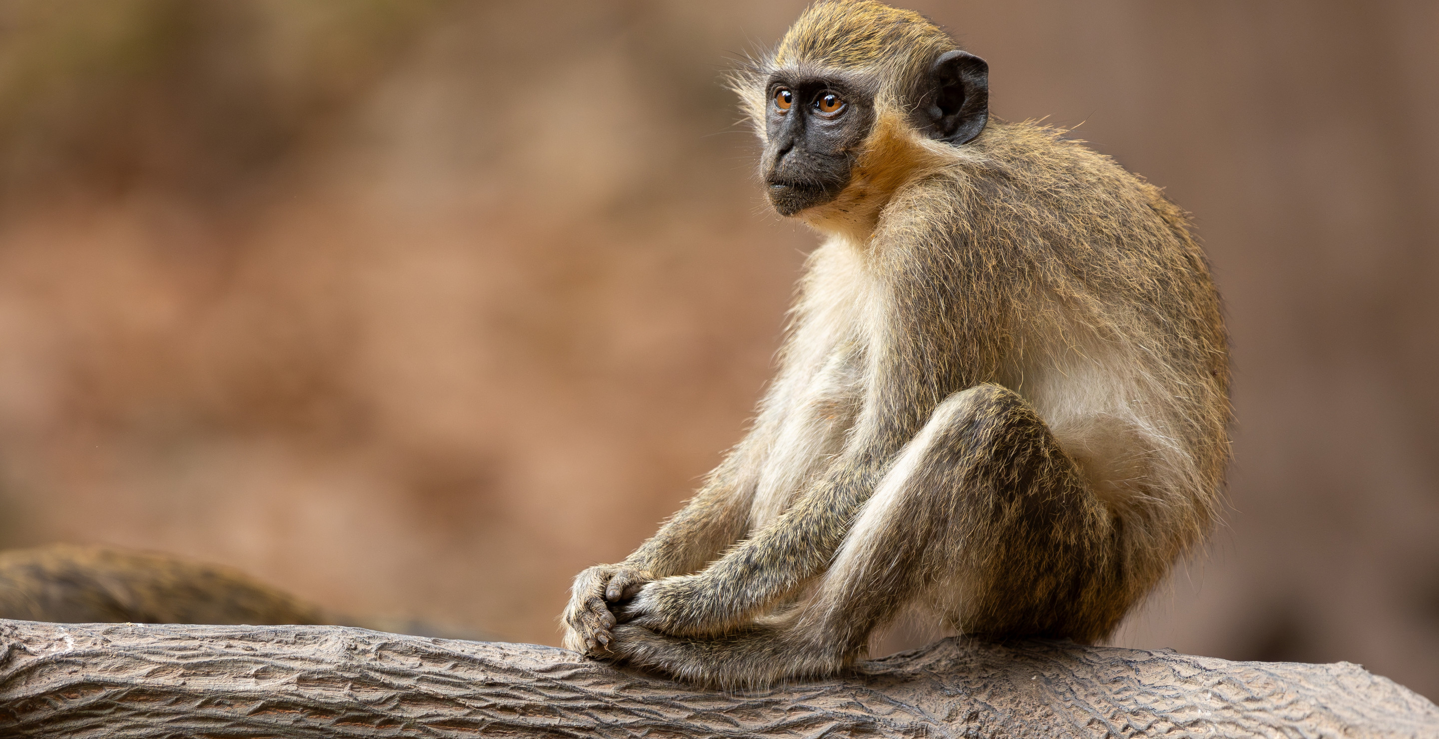 Remote Stealing Monkey Sets Off Home Panic Alarm