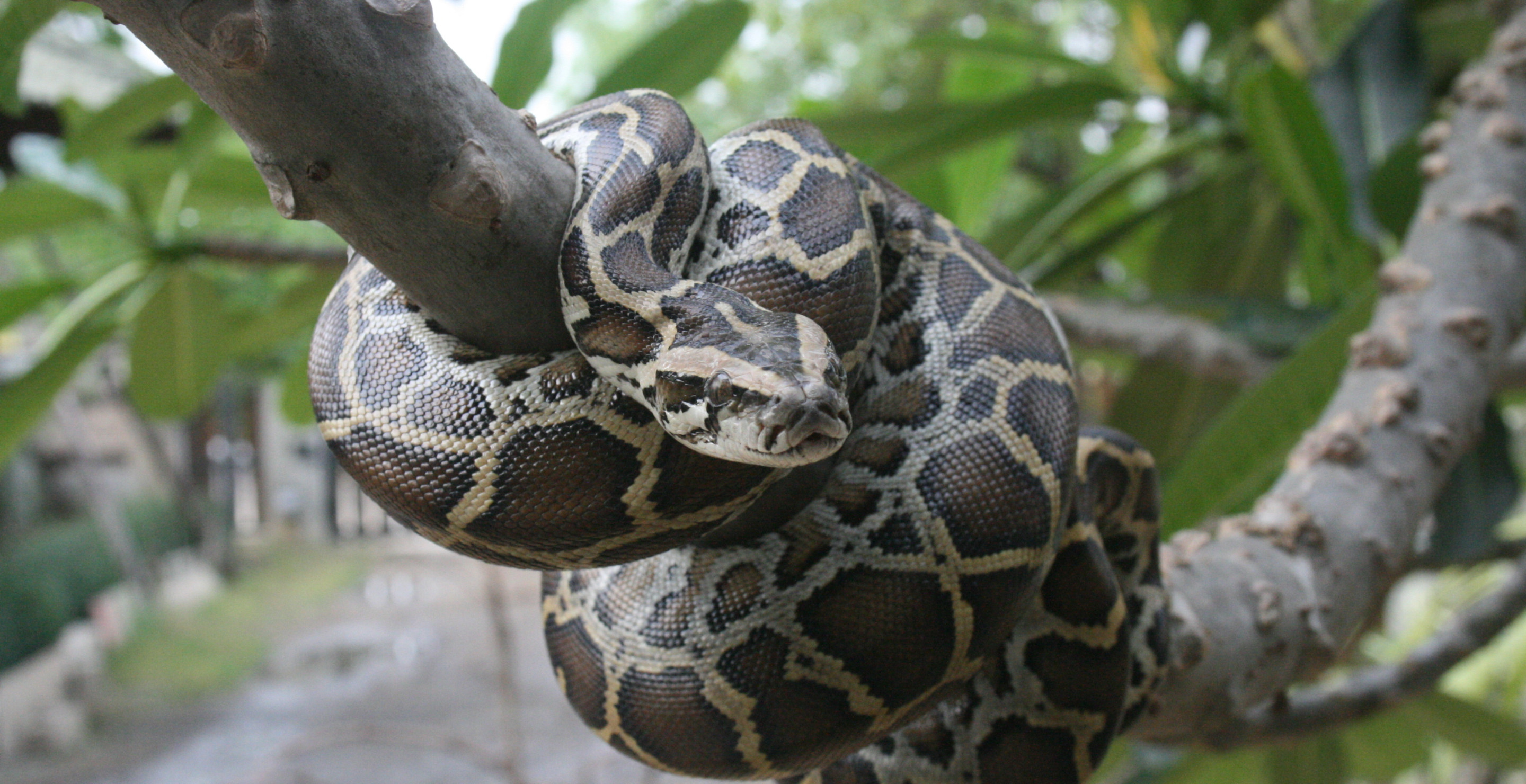 Scientists Give Dire Warning Over Threat Of Burmese Pythons In Florida