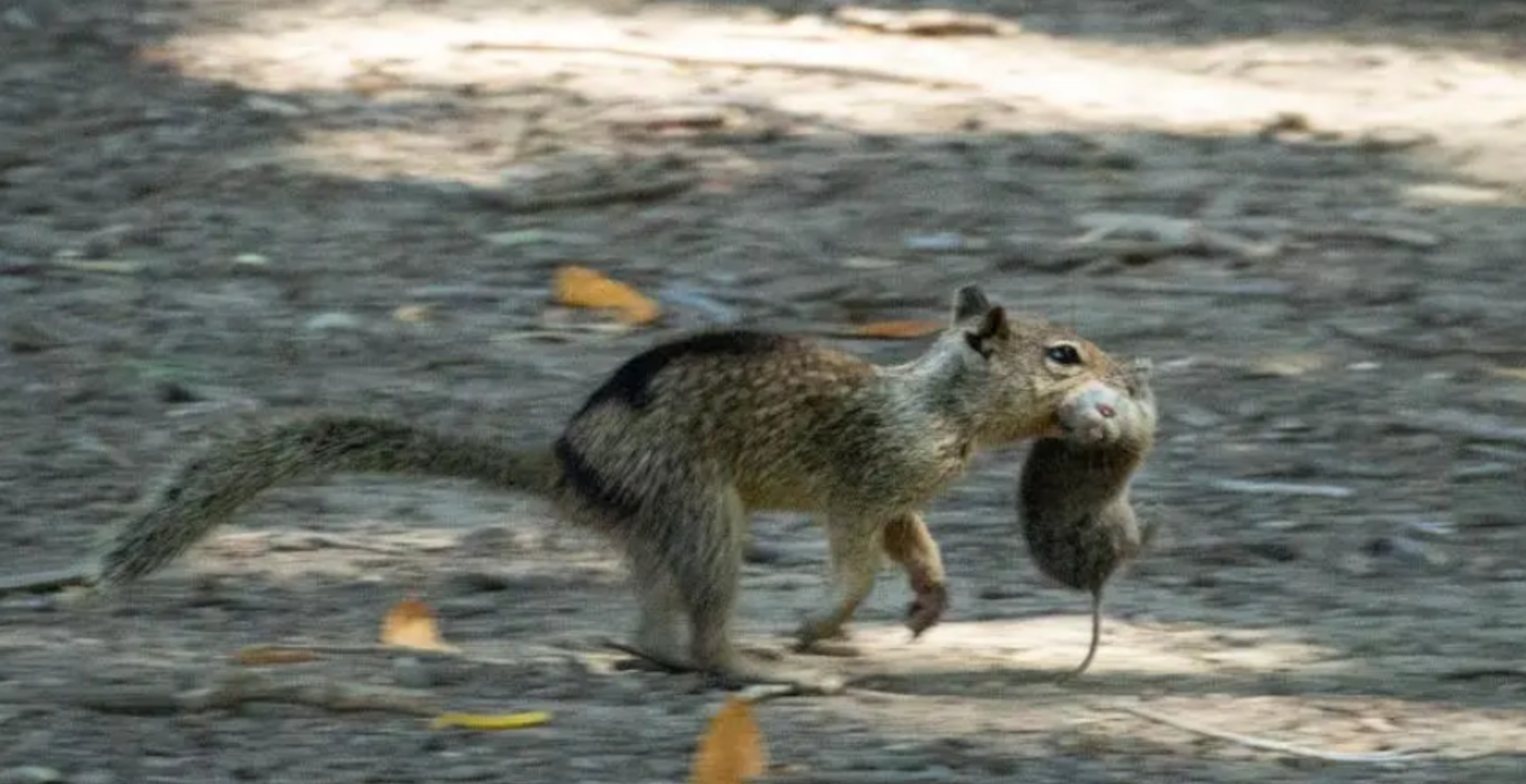 Scientists Shocked To Discover Carnivorous Squirrels Dining On Voles In California