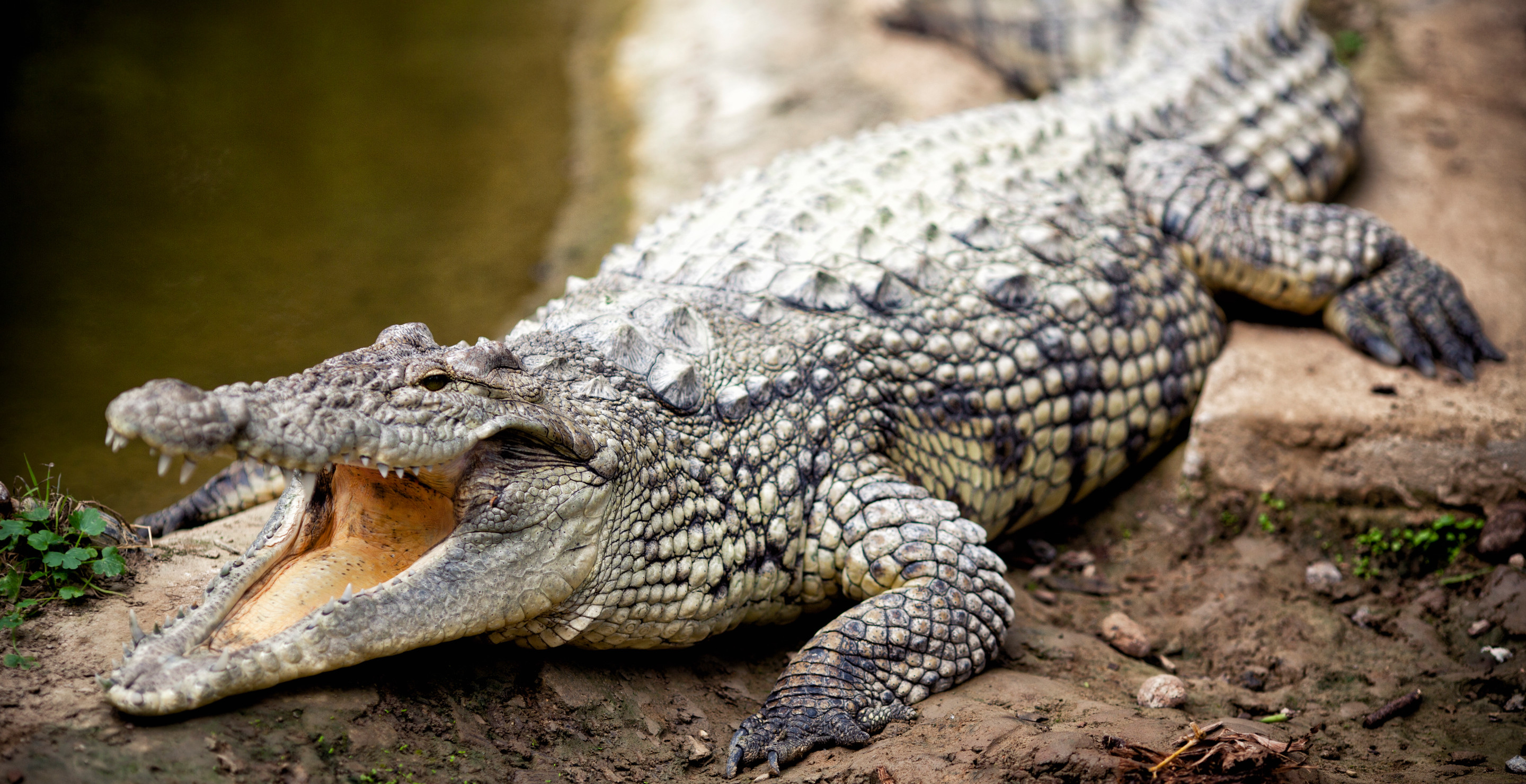 Stranded Couple Survive For Days In Crocodile-Infested Waters