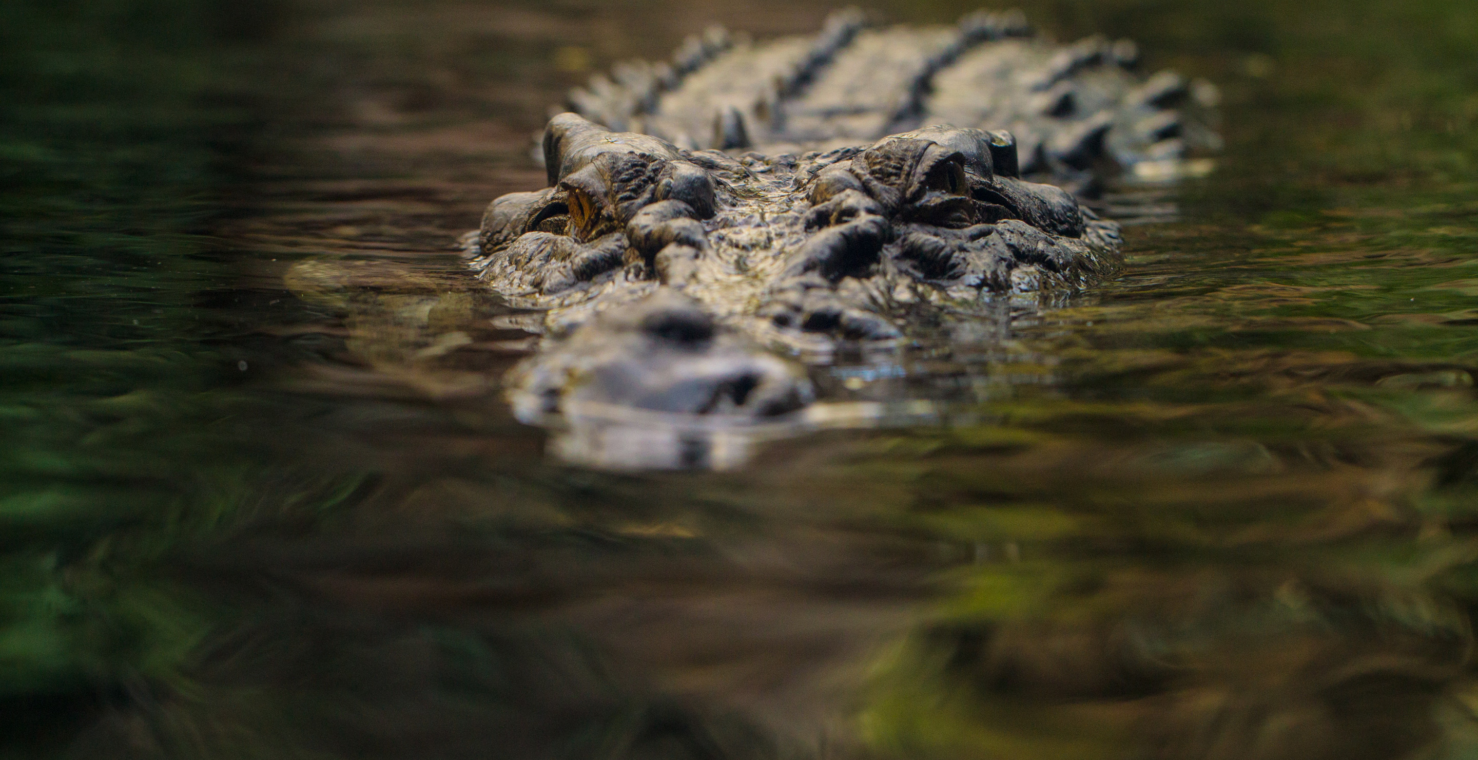 Terrifying Moment Crocodile Drags Mother Into Water And Thrashes Her In Death Roll