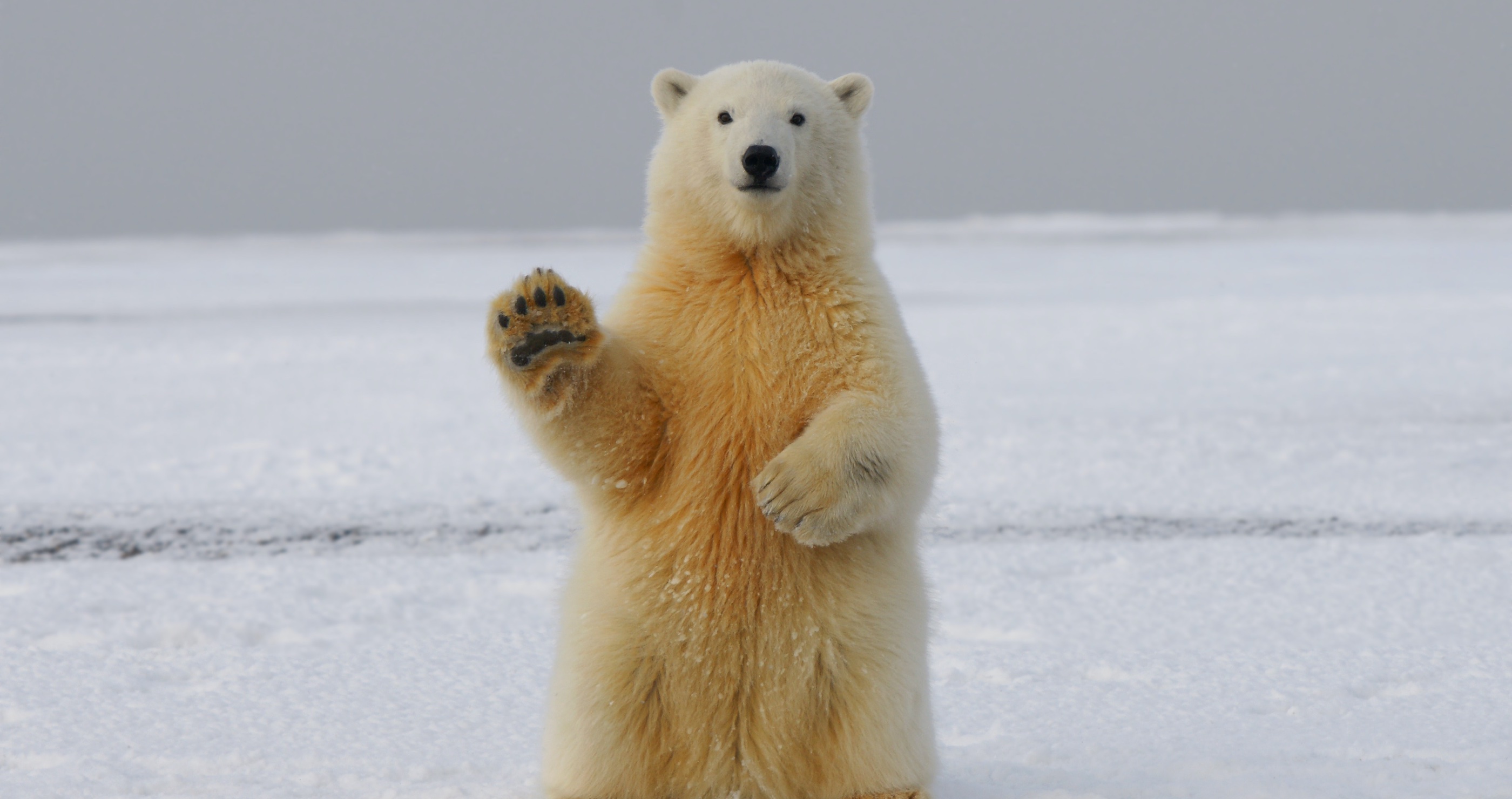 The secret life of polar bears