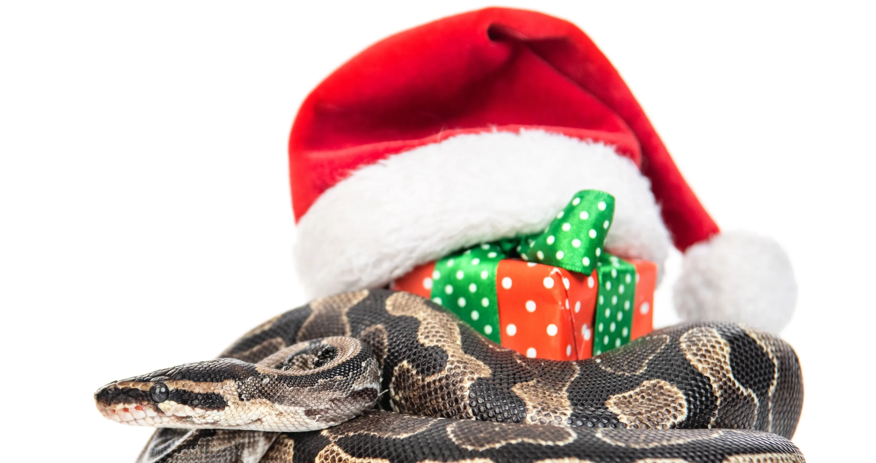 Unexpected Christmas gift of snake under child toy