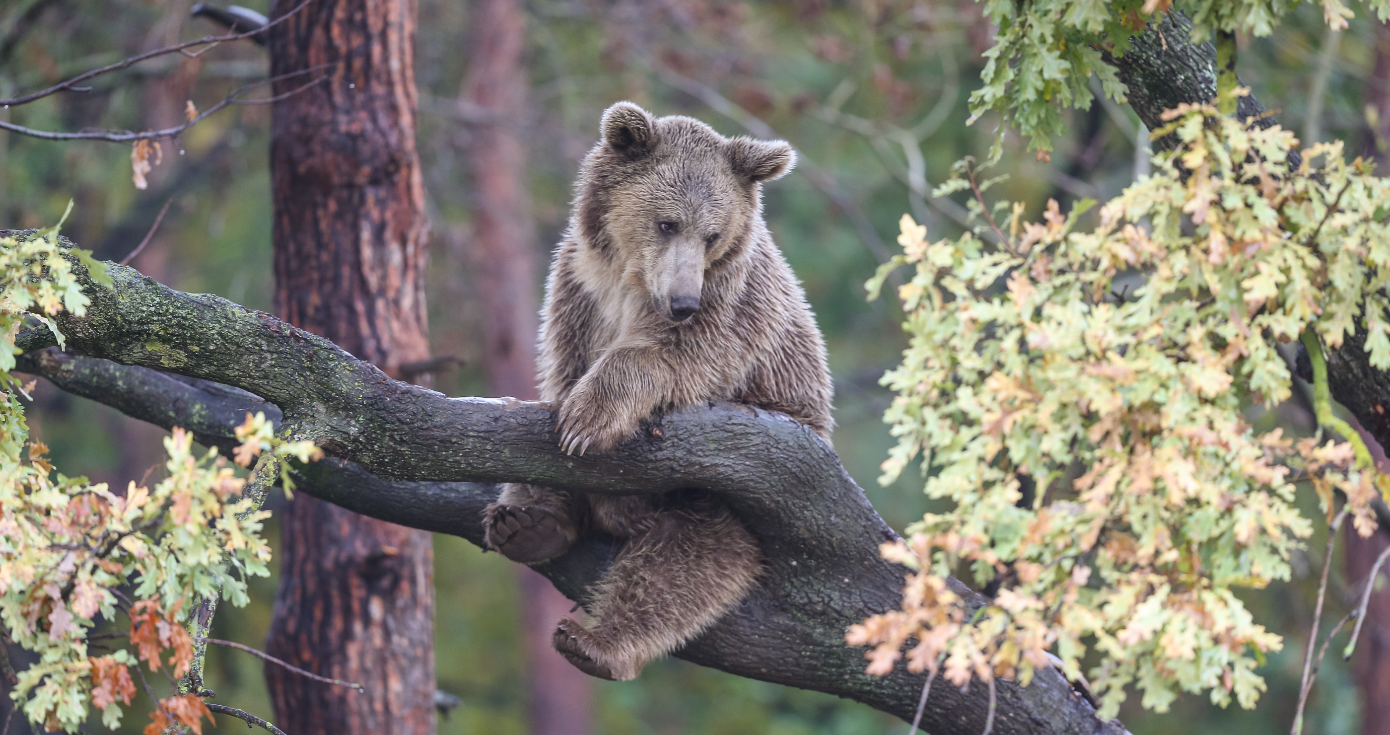 Virginia hunter injured by bear falling out of a tree