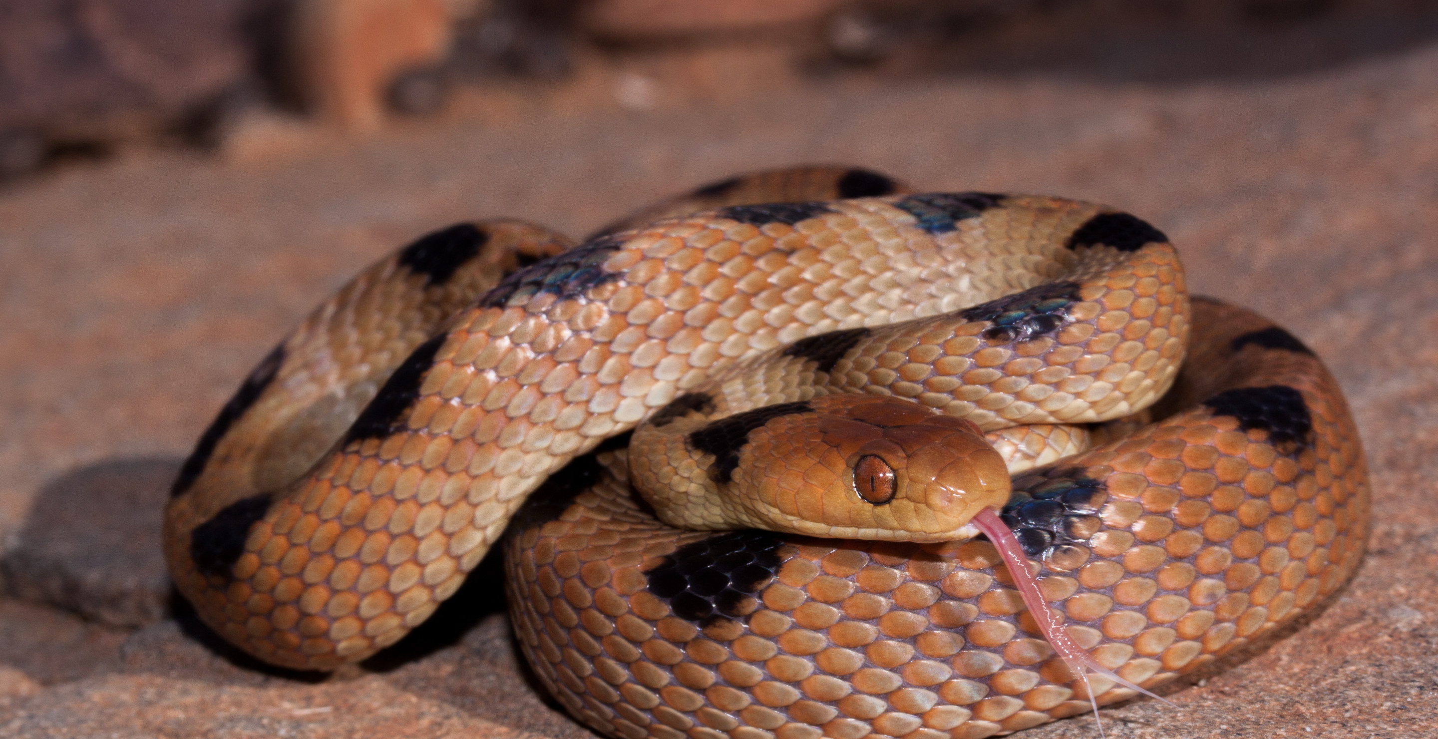 Woman, Driving On Busy Highway, Shocked To Find Deadly Snake Slithering Up Her Leg