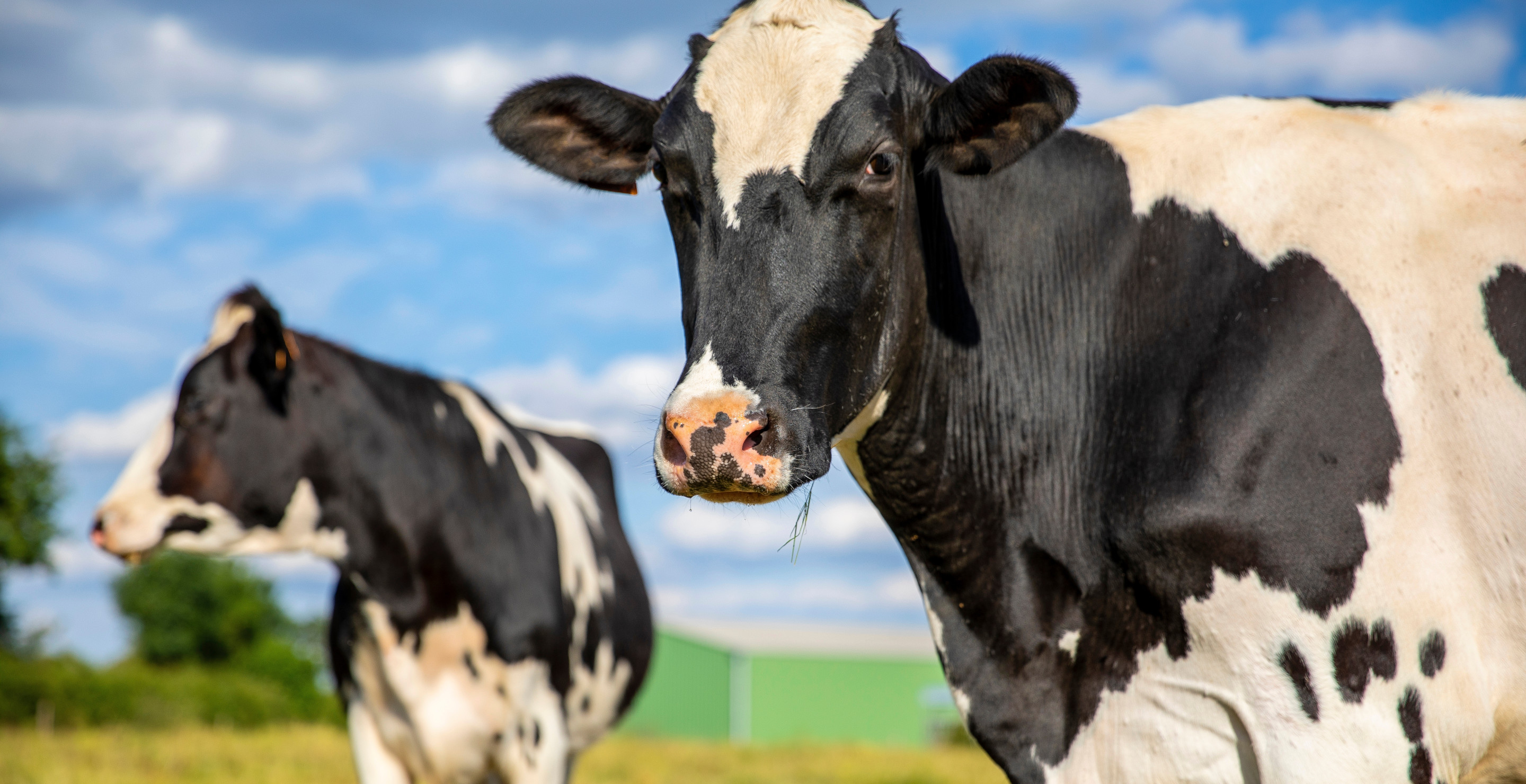 Woman, Trampled By Herd Of Cows, Gives Dire Warning About Their Unpredictability