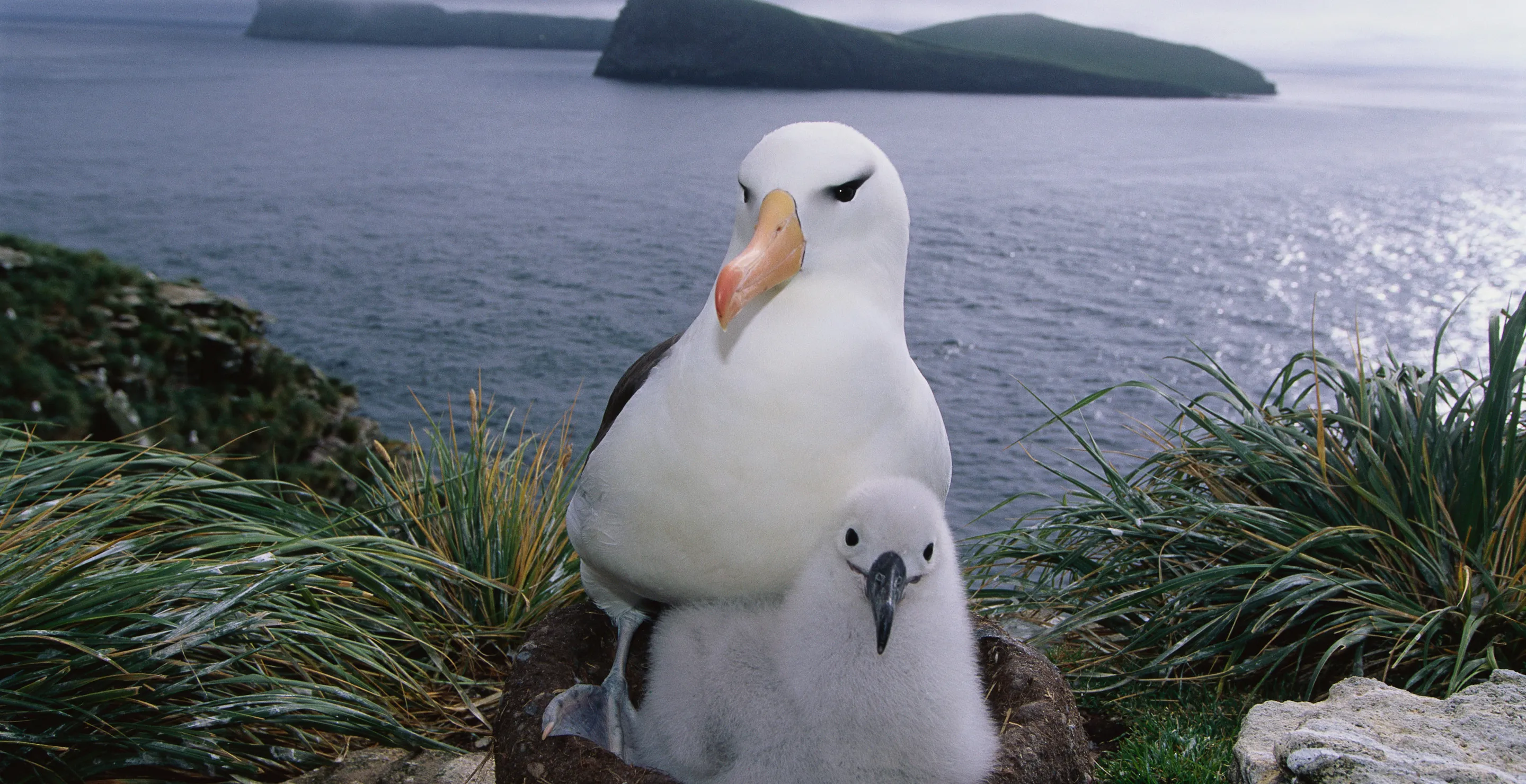 World’s Oldest Wild Bird Lays Egg At Age 74