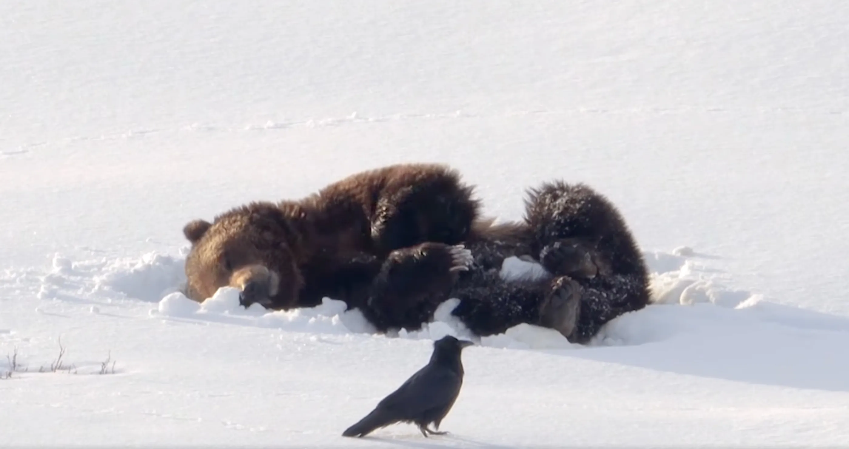 adorable bear makes snow angels