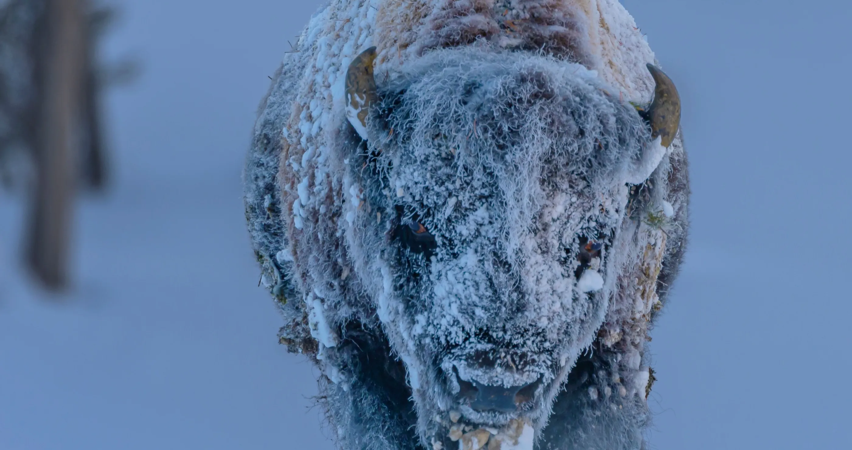 bison completely encased in ice and snow