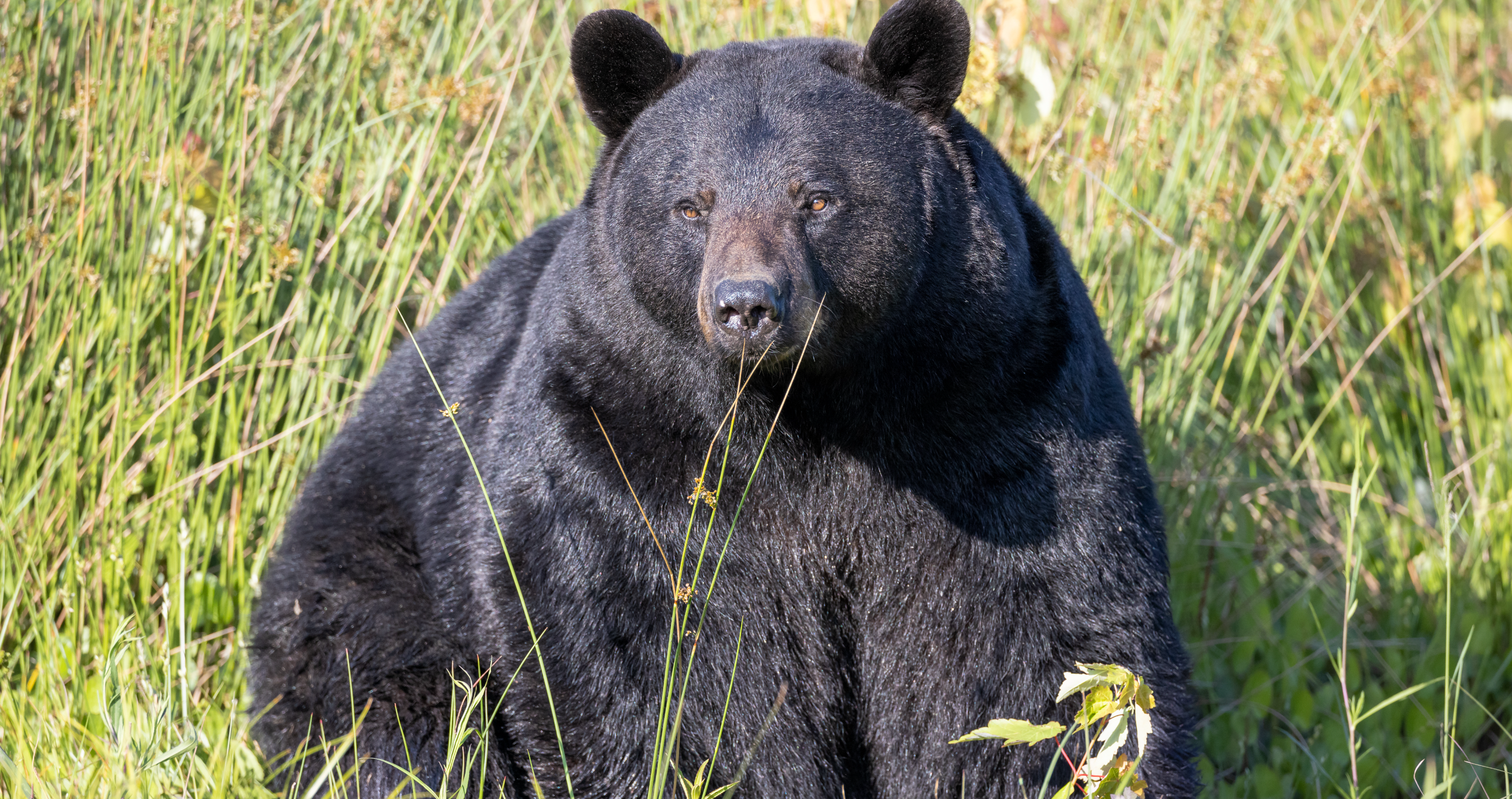 chunky bear takes internet by storm