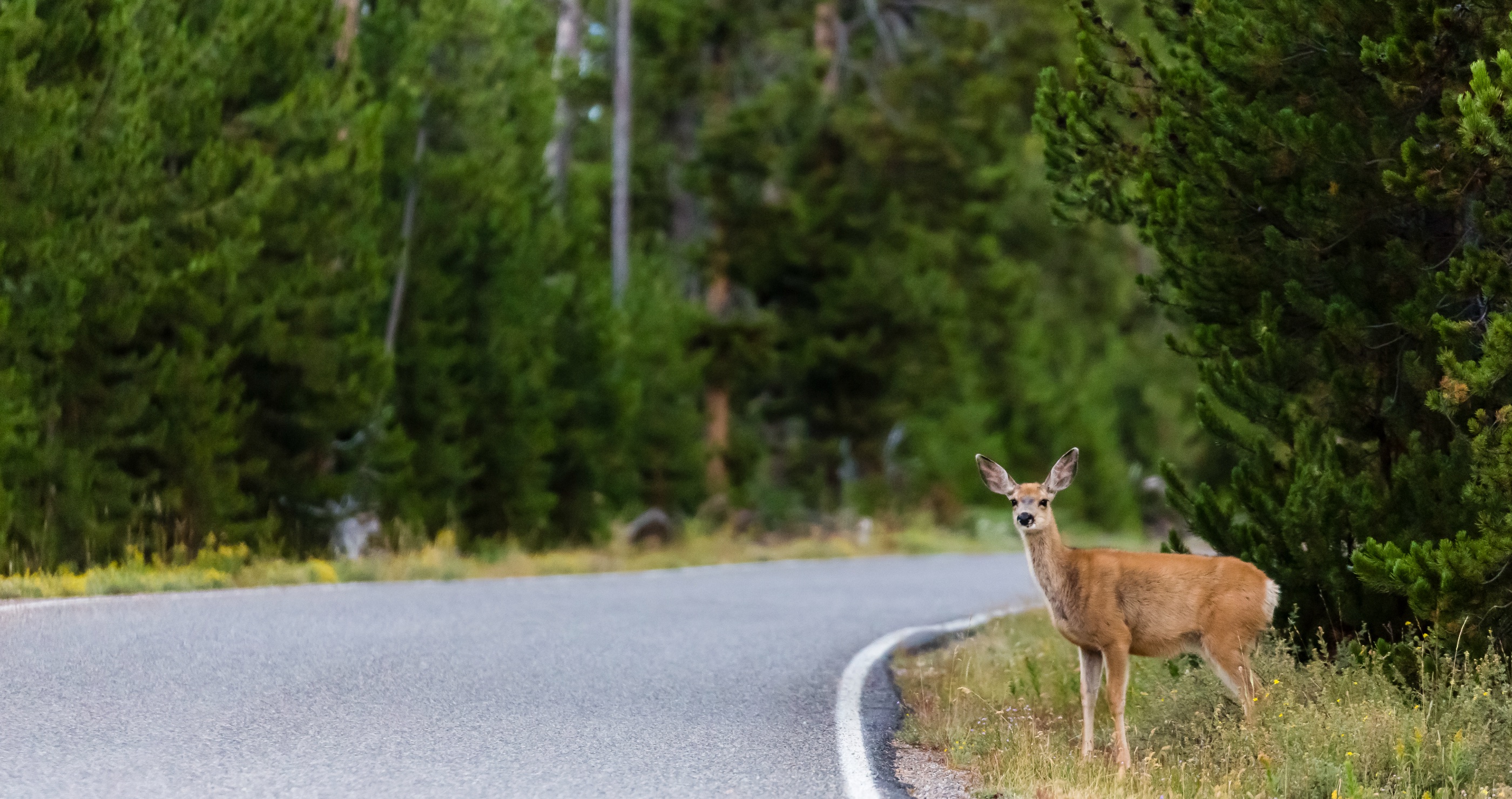 deer clotheslines cyclist he handles it like a champ