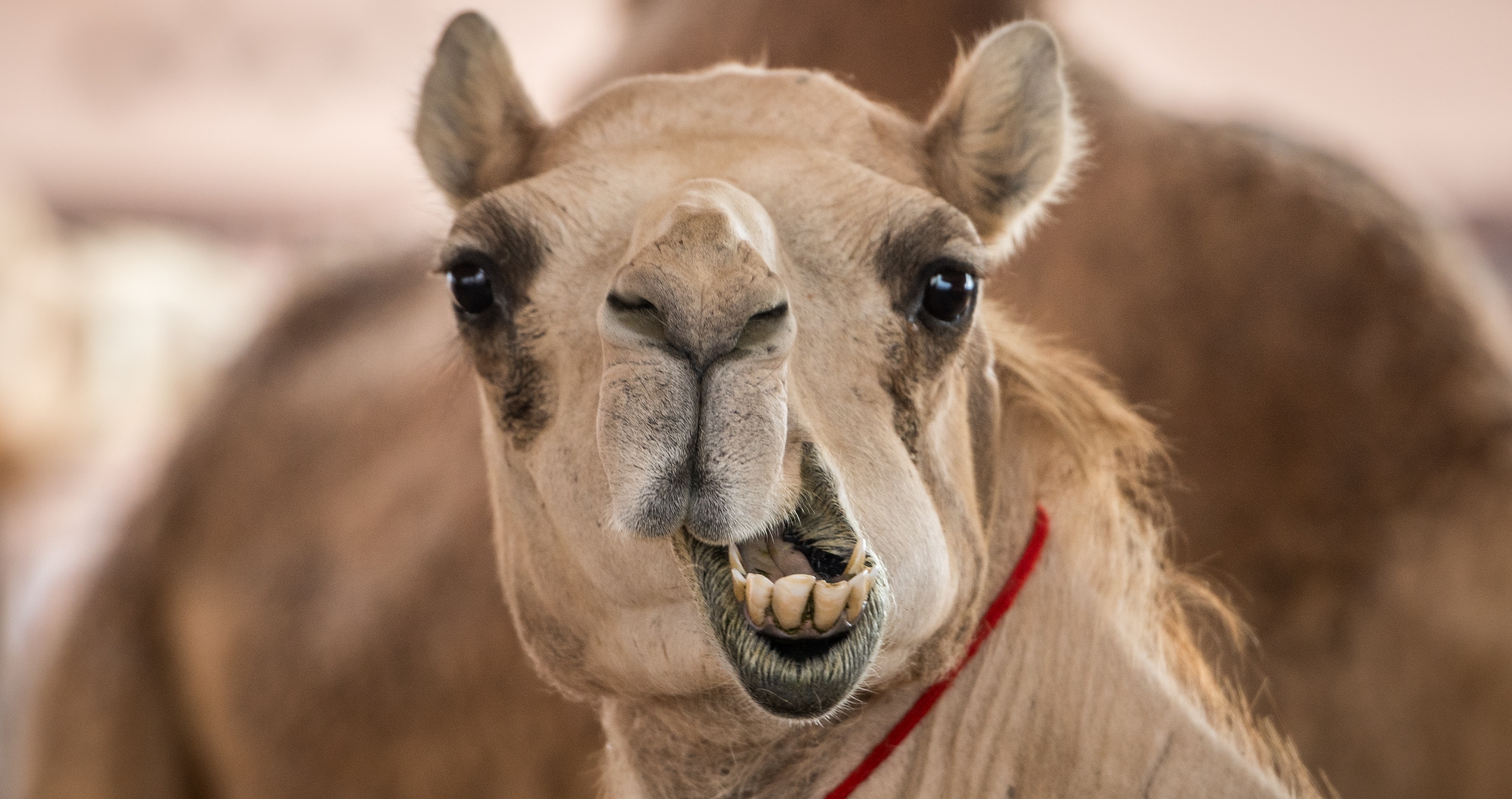 funny camel