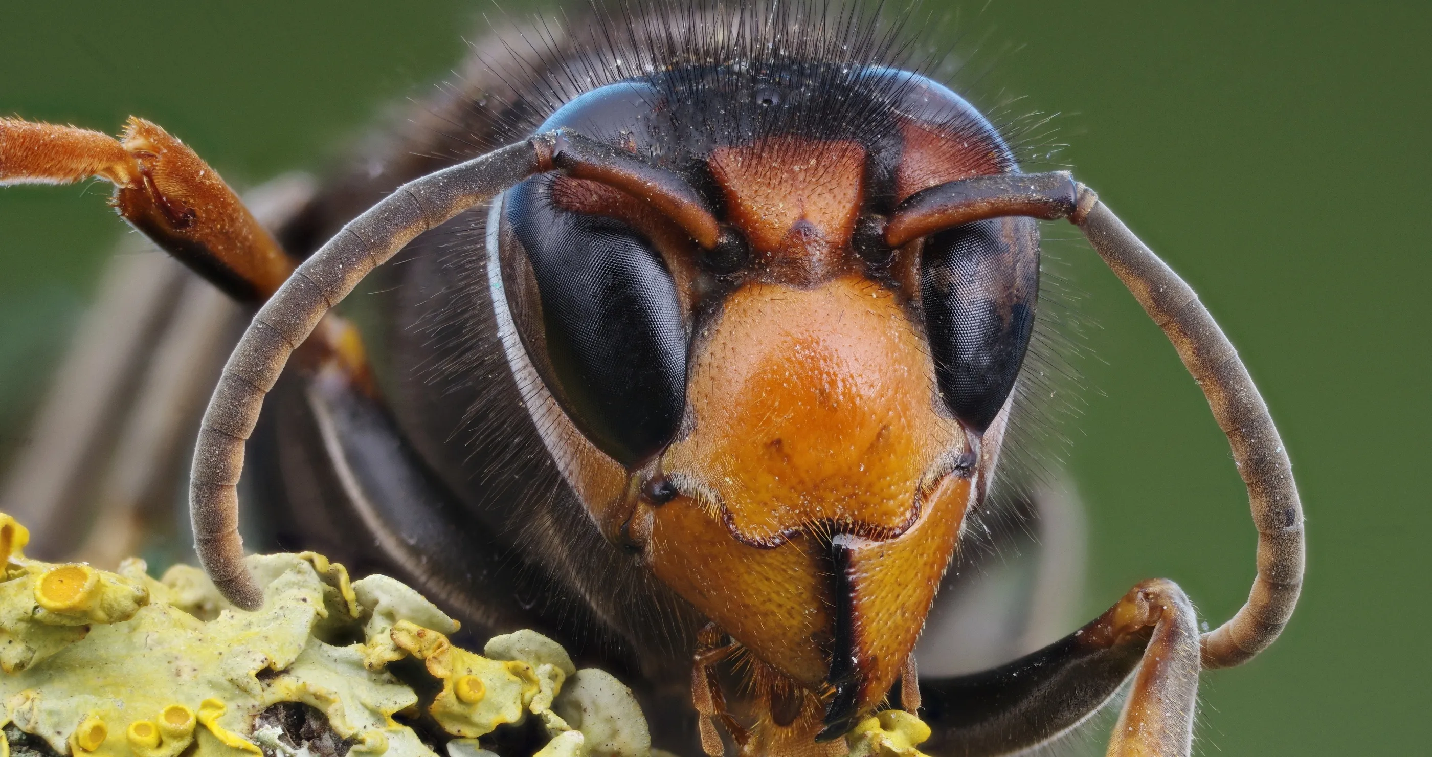 giant murder hornet finally gone