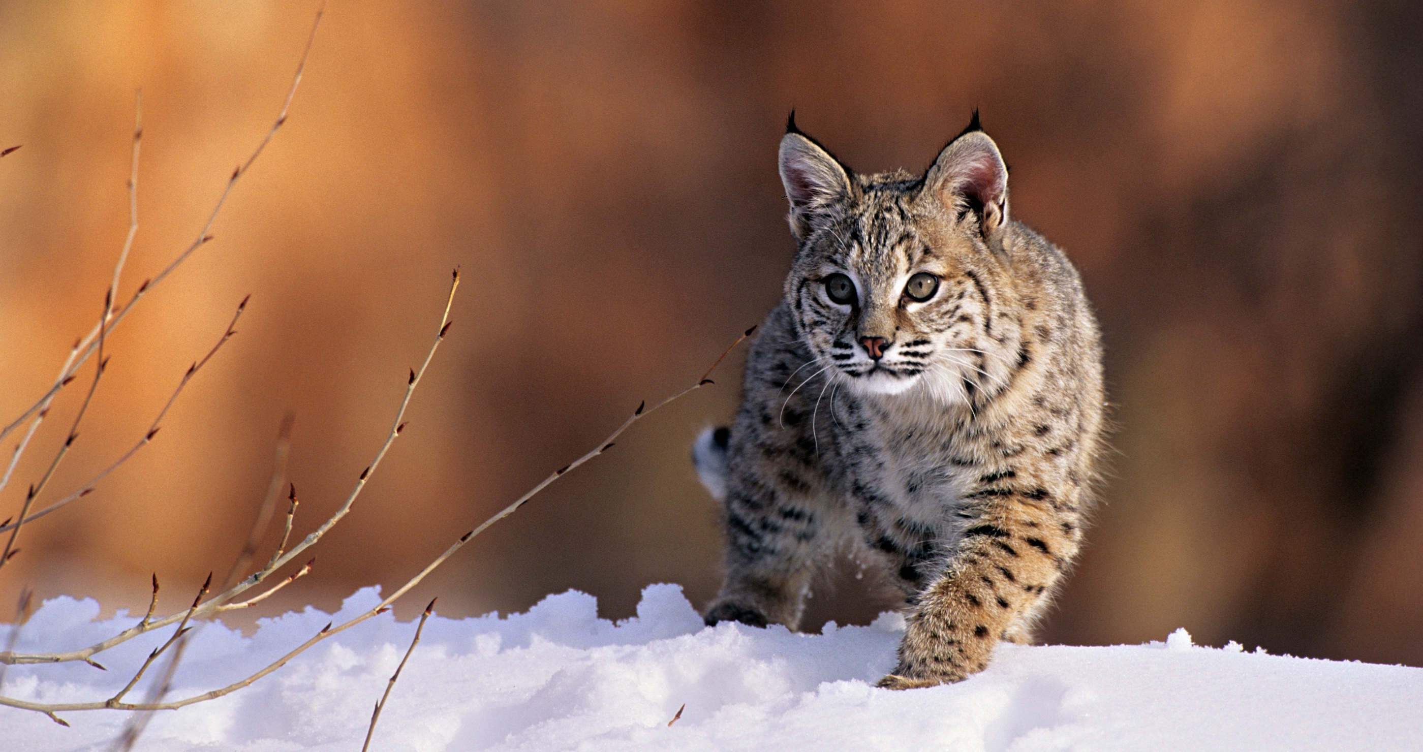 incredibly fast bobcat catches duck