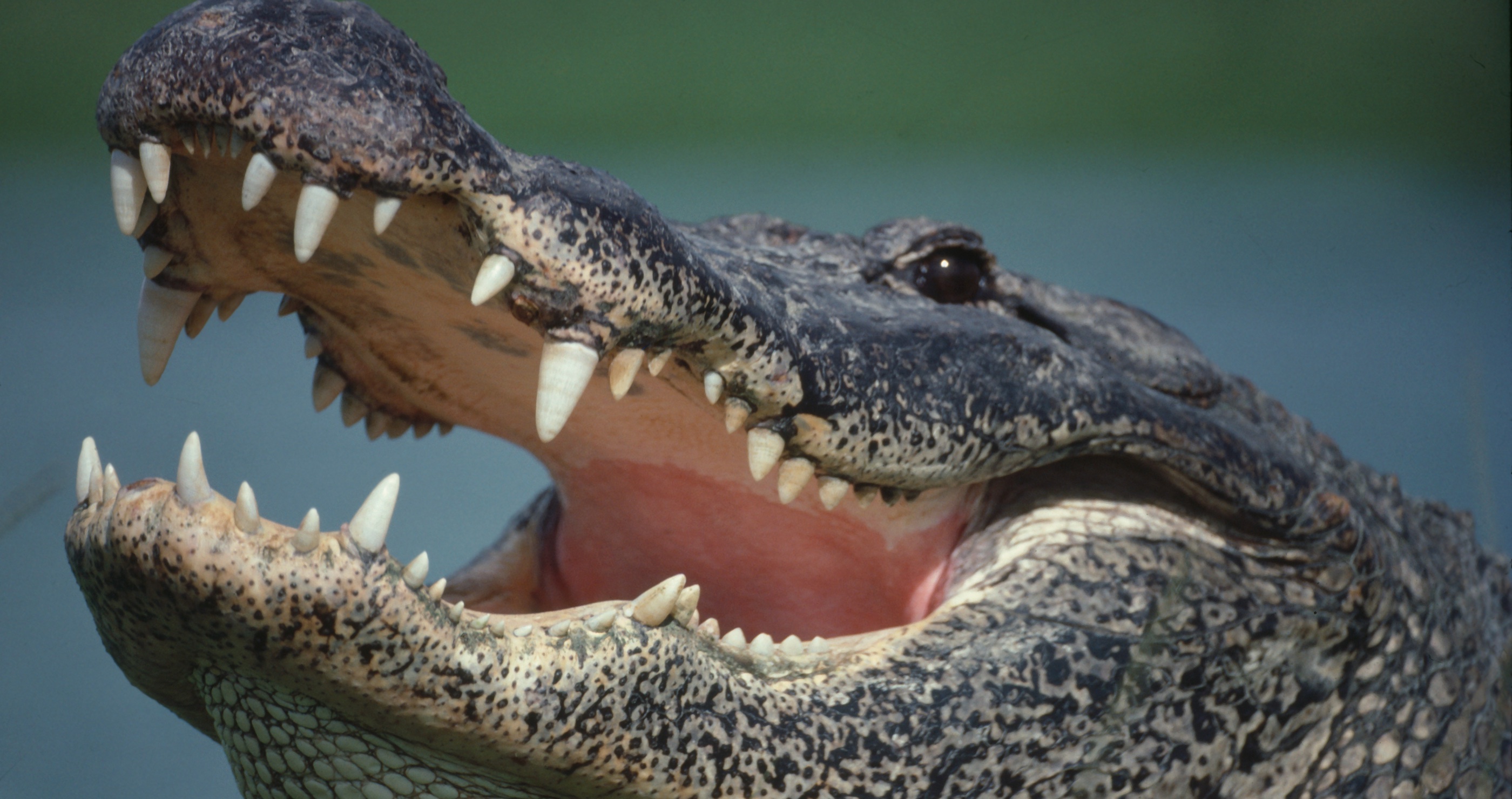 man gets hand stuck in alligator's mouth but fears wife more