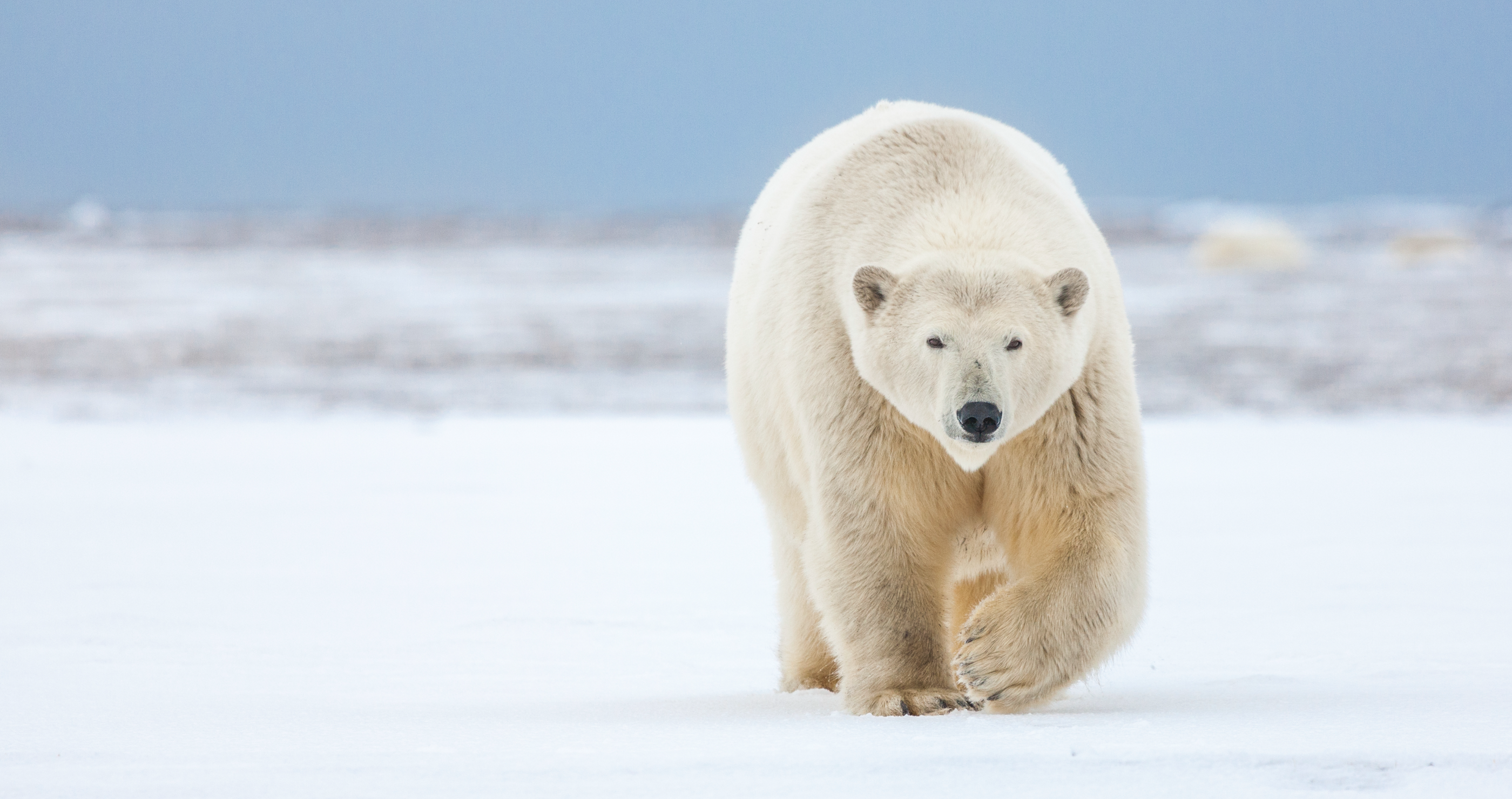 man jumps on polar bear to save wife