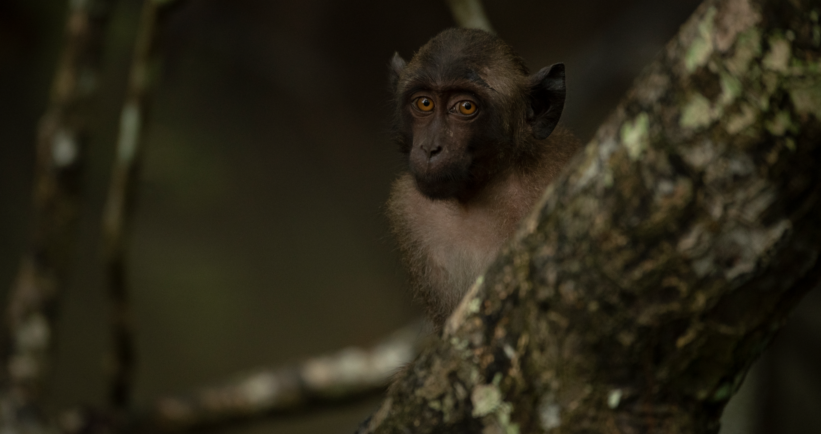 monkey in Thailand steal baby carriage