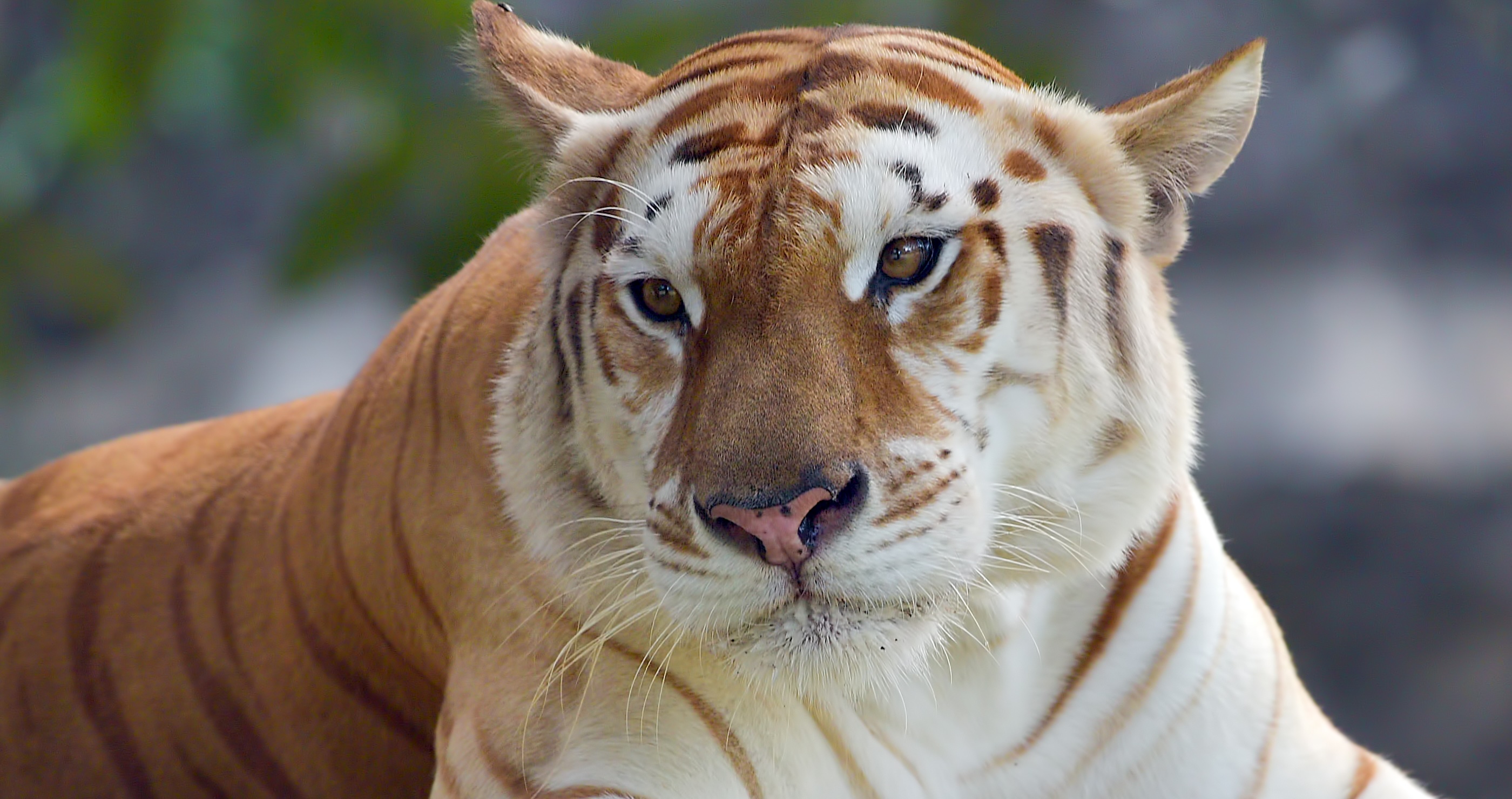 rare tigers are internet sensations